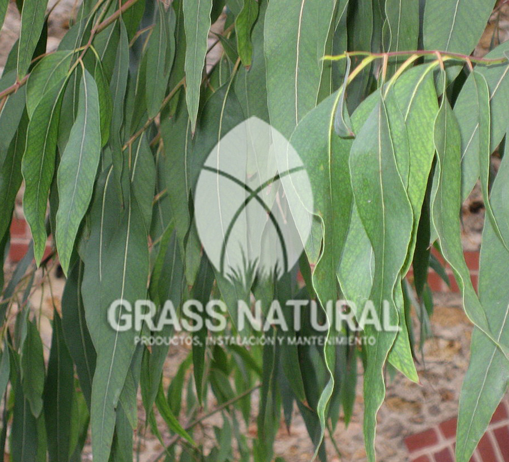 tipos de jardineria,jardineria cursos,servicio de jardineria,importancia de jardineria,jardineria herramientas,jardineria y plantas,jardineria y paisajismo,jardineria macetas,tipos de jardineria,jardineria cursos,servicio de jardineria,importancia de jardineria,jardineria herramientas,jardineria y plantas,jardineria y paisajismo,jardineria macetas,instalacion de grass sintetico pdf,como instalar grass sintetico,instalacion de grass natural,grass sintetico deportivo,grass sintetico decorativo,como colocar cesped sintetico para canchas,instalacion de grass sintetico sobre losa de concreto,procedimiento de instalacion de grass sintetico,como poner pasto natural,cómo preparar la tierra para poner pasto en rollo,como plantar cesped en tierra dura,venta de grass natural en huancayo,grass americano,como hacer panes de cesped caseros,como instalar grama,cesped en rollo,grass americano promart,grass americano descripcion,venta de grass americano en huachipa,grass japones,grass paspalum,grass americano chaclacayo,grass natural precio maestro,grass americano en lurin,grass paspalum lima,semilla grass paspalum,pasto paspalum caracteristicas,grass americano,grass bermuda,pasto paspalum precio,diferencia entre grass americano y paspalum,tipos de grass,semillas de cesped para jardin,pasto que no necesita corte,tipos de cesped para canchas de futbol,tipos de pasto para sombra,cesped caracteristicas,tipos de pasto san agustin,cesped natural para jardin,cesped kikuyo,como poner pasto natural,cómo preparar la tierra para poner pasto en rollo,como plantar cesped en tierra dura,venta de grass natural en huancayo,grass americano,como hacer panes de cesped caseros,como instalar grama,cesped en rollo,cómo preparar la tierra para poner pasto en rollo,como poner pasto en semilla,pasto alfombra natural,como sembrar pasto alfombra,cuidado del pasto en rollo recien plantado,instalacion de cesped natural,pasto sintetico,pasto chino cuidados,cómo preparar la tierra para poner pasto en rollo,como poner pasto en semilla,pasto alfombra natural,como sembrar pasto alfombra,cuidado del pasto en rollo recien plantado,instalacion de cesped natural,pasto sintetico,pasto chino cuidados,venta de plantas al por mayor,venta de plantas ornamentales en lima,venta de plantas de flores,venta de plantas en trujillo,venta de plantas por internet,venta de plantas en piura,viveros en lurin,viveros en lurin pachacamac,venta de plantas al por mayor,venta de plantas ornamentales en lima,viveros en lurin,viveros en la molina,viveros en lurin pachacamac,flor de loto venta peru,viveros en chorrillos ,venta de plantas online,venta de plantas al por mayor en lima,venta de plantas ornamentales,venta de plantas de flores,viveros en lurin,venta de plantas en magdalena,venta de plantas online,viveros en lurin pachacamac,viveros en la molina,venta de grass natural en lurin,venta de grass natural en puente piedra,grass natural precio maestro,venta de grass japones en lima,venta de grass natural en piura,venta de grass natural en comas,semilla de grass,venta de grass chino en lima,semilla grass bermuda black jack,grass americano,semillas de cesped para jardin,grass natural precio maestro,grass natural promart,crecimiento de grass,grass para parques,venta de cesped natural,venta de grass natural en lurin,venta de grass natural en puente piedra,grass natural precio maestro,venta de grass japones en lima,venta de grass natural en piura,venta de grass natural en comas,venta de grass sintetico,venta de grass chino en lima,venta de grass natural en lurin,venta de grass natural en puente piedra,grass natural precio maestro,venta de grass japones en lima,venta de grass natural en piura,venta de grass natural en comas,venta de grass sintetico,venta de grass chino en lima