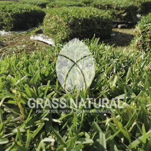 tipos de jardineria,jardineria cursos,servicio de jardineria,importancia de jardineria,jardineria herramientas,jardineria y plantas,jardineria y paisajismo,jardineria macetas,tipos de jardineria,jardineria cursos,servicio de jardineria,importancia de jardineria,jardineria herramientas,jardineria y plantas,jardineria y paisajismo,jardineria macetas,instalacion de grass sintetico pdf,como instalar grass sintetico,instalacion de grass natural,grass sintetico deportivo,grass sintetico decorativo,como colocar cesped sintetico para canchas,instalacion de grass sintetico sobre losa de concreto,procedimiento de instalacion de grass sintetico,como poner pasto natural,cómo preparar la tierra para poner pasto en rollo,como plantar cesped en tierra dura,venta de grass natural en huancayo,grass americano,como hacer panes de cesped caseros,como instalar grama,cesped en rollo,grass americano promart,grass americano descripcion,venta de grass americano en huachipa,grass japones,grass paspalum,grass americano chaclacayo,grass natural precio maestro,grass americano en lurin,grass paspalum lima,semilla grass paspalum,pasto paspalum caracteristicas,grass americano,grass bermuda,pasto paspalum precio,diferencia entre grass americano y paspalum,tipos de grass,semillas de cesped para jardin,pasto que no necesita corte,tipos de cesped para canchas de futbol,tipos de pasto para sombra,cesped caracteristicas,tipos de pasto san agustin,cesped natural para jardin,cesped kikuyo,como poner pasto natural,cómo preparar la tierra para poner pasto en rollo,como plantar cesped en tierra dura,venta de grass natural en huancayo,grass americano,como hacer panes de cesped caseros,como instalar grama,cesped en rollo,cómo preparar la tierra para poner pasto en rollo,como poner pasto en semilla,pasto alfombra natural,como sembrar pasto alfombra,cuidado del pasto en rollo recien plantado,instalacion de cesped natural,pasto sintetico,pasto chino cuidados,cómo preparar la tierra para poner pasto en rollo,como poner pasto en semilla,pasto alfombra natural,como sembrar pasto alfombra,cuidado del pasto en rollo recien plantado,instalacion de cesped natural,pasto sintetico,pasto chino cuidados,venta de plantas al por mayor,venta de plantas ornamentales en lima,venta de plantas de flores,venta de plantas en trujillo,venta de plantas por internet,venta de plantas en piura,viveros en lurin,viveros en lurin pachacamac,venta de plantas al por mayor,venta de plantas ornamentales en lima,viveros en lurin,viveros en la molina,viveros en lurin pachacamac,flor de loto venta peru,viveros en chorrillos ,venta de plantas online,venta de plantas al por mayor en lima,venta de plantas ornamentales,venta de plantas de flores,viveros en lurin,venta de plantas en magdalena,venta de plantas online,viveros en lurin pachacamac,viveros en la molina,venta de grass natural en lurin,venta de grass natural en puente piedra,grass natural precio maestro,venta de grass japones en lima,venta de grass natural en piura,venta de grass natural en comas,semilla de grass,venta de grass chino en lima,semilla grass bermuda black jack,grass americano,semillas de cesped para jardin,grass natural precio maestro,grass natural promart,crecimiento de grass,grass para parques,venta de cesped natural,venta de grass natural en lurin,venta de grass natural en puente piedra,grass natural precio maestro,venta de grass japones en lima,venta de grass natural en piura,venta de grass natural en comas,venta de grass sintetico,venta de grass chino en lima,venta de grass natural en lurin,venta de grass natural en puente piedra,grass natural precio maestro,venta de grass japones en lima,venta de grass natural en piura,venta de grass natural en comas,venta de grass sintetico,venta de grass chino en lima