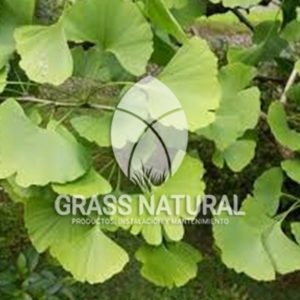 tipos de jardineria,jardineria cursos,servicio de jardineria,importancia de jardineria,jardineria herramientas,jardineria y plantas,jardineria y paisajismo,jardineria macetas,tipos de jardineria,jardineria cursos,servicio de jardineria,importancia de jardineria,jardineria herramientas,jardineria y plantas,jardineria y paisajismo,jardineria macetas,instalacion de grass sintetico pdf,como instalar grass sintetico,instalacion de grass natural,grass sintetico deportivo,grass sintetico decorativo,como colocar cesped sintetico para canchas,instalacion de grass sintetico sobre losa de concreto,procedimiento de instalacion de grass sintetico,como poner pasto natural,cómo preparar la tierra para poner pasto en rollo,como plantar cesped en tierra dura,venta de grass natural en huancayo,grass americano,como hacer panes de cesped caseros,como instalar grama,cesped en rollo,grass americano promart,grass americano descripcion,venta de grass americano en huachipa,grass japones,grass paspalum,grass americano chaclacayo,grass natural precio maestro,grass americano en lurin,grass paspalum lima,semilla grass paspalum,pasto paspalum caracteristicas,grass americano,grass bermuda,pasto paspalum precio,diferencia entre grass americano y paspalum,tipos de grass,semillas de cesped para jardin,pasto que no necesita corte,tipos de cesped para canchas de futbol,tipos de pasto para sombra,cesped caracteristicas,tipos de pasto san agustin,cesped natural para jardin,cesped kikuyo,como poner pasto natural,cómo preparar la tierra para poner pasto en rollo,como plantar cesped en tierra dura,venta de grass natural en huancayo,grass americano,como hacer panes de cesped caseros,como instalar grama,cesped en rollo,cómo preparar la tierra para poner pasto en rollo,como poner pasto en semilla,pasto alfombra natural,como sembrar pasto alfombra,cuidado del pasto en rollo recien plantado,instalacion de cesped natural,pasto sintetico,pasto chino cuidados,cómo preparar la tierra para poner pasto en rollo,como poner pasto en semilla,pasto alfombra natural,como sembrar pasto alfombra,cuidado del pasto en rollo recien plantado,instalacion de cesped natural,pasto sintetico,pasto chino cuidados,venta de plantas al por mayor,venta de plantas ornamentales en lima,venta de plantas de flores,venta de plantas en trujillo,venta de plantas por internet,venta de plantas en piura,viveros en lurin,viveros en lurin pachacamac,venta de plantas al por mayor,venta de plantas ornamentales en lima,viveros en lurin,viveros en la molina,viveros en lurin pachacamac,flor de loto venta peru,viveros en chorrillos ,venta de plantas online,venta de plantas al por mayor en lima,venta de plantas ornamentales,venta de plantas de flores,viveros en lurin,venta de plantas en magdalena,venta de plantas online,viveros en lurin pachacamac,viveros en la molina,venta de grass natural en lurin,venta de grass natural en puente piedra,grass natural precio maestro,venta de grass japones en lima,venta de grass natural en piura,venta de grass natural en comas,semilla de grass,venta de grass chino en lima,semilla grass bermuda black jack,grass americano,semillas de cesped para jardin,grass natural precio maestro,grass natural promart,crecimiento de grass,grass para parques,venta de cesped natural,venta de grass natural en lurin,venta de grass natural en puente piedra,grass natural precio maestro,venta de grass japones en lima,venta de grass natural en piura,venta de grass natural en comas,venta de grass sintetico,venta de grass chino en lima,venta de grass natural en lurin,venta de grass natural en puente piedra,grass natural precio maestro,venta de grass japones en lima,venta de grass natural en piura,venta de grass natural en comas,venta de grass sintetico,venta de grass chino en lima