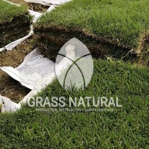 tipos de jardineria,jardineria cursos,servicio de jardineria,importancia de jardineria,jardineria herramientas,jardineria y plantas,jardineria y paisajismo,jardineria macetas,tipos de jardineria,jardineria cursos,servicio de jardineria,importancia de jardineria,jardineria herramientas,jardineria y plantas,jardineria y paisajismo,jardineria macetas,instalacion de grass sintetico pdf,como instalar grass sintetico,instalacion de grass natural,grass sintetico deportivo,grass sintetico decorativo,como colocar cesped sintetico para canchas,instalacion de grass sintetico sobre losa de concreto,procedimiento de instalacion de grass sintetico,como poner pasto natural,cómo preparar la tierra para poner pasto en rollo,como plantar cesped en tierra dura,venta de grass natural en huancayo,grass americano,como hacer panes de cesped caseros,como instalar grama,cesped en rollo,grass americano promart,grass americano descripcion,venta de grass americano en huachipa,grass japones,grass paspalum,grass americano chaclacayo,grass natural precio maestro,grass americano en lurin,grass paspalum lima,semilla grass paspalum,pasto paspalum caracteristicas,grass americano,grass bermuda,pasto paspalum precio,diferencia entre grass americano y paspalum,tipos de grass,semillas de cesped para jardin,pasto que no necesita corte,tipos de cesped para canchas de futbol,tipos de pasto para sombra,cesped caracteristicas,tipos de pasto san agustin,cesped natural para jardin,cesped kikuyo,como poner pasto natural,cómo preparar la tierra para poner pasto en rollo,como plantar cesped en tierra dura,venta de grass natural en huancayo,grass americano,como hacer panes de cesped caseros,como instalar grama,cesped en rollo,cómo preparar la tierra para poner pasto en rollo,como poner pasto en semilla,pasto alfombra natural,como sembrar pasto alfombra,cuidado del pasto en rollo recien plantado,instalacion de cesped natural,pasto sintetico,pasto chino cuidados,cómo preparar la tierra para poner pasto en rollo,como poner pasto en semilla,pasto alfombra natural,como sembrar pasto alfombra,cuidado del pasto en rollo recien plantado,instalacion de cesped natural,pasto sintetico,pasto chino cuidados,venta de plantas al por mayor,venta de plantas ornamentales en lima,venta de plantas de flores,venta de plantas en trujillo,venta de plantas por internet,venta de plantas en piura,viveros en lurin,viveros en lurin pachacamac,venta de plantas al por mayor,venta de plantas ornamentales en lima,viveros en lurin,viveros en la molina,viveros en lurin pachacamac,flor de loto venta peru,viveros en chorrillos ,venta de plantas online,venta de plantas al por mayor en lima,venta de plantas ornamentales,venta de plantas de flores,viveros en lurin,venta de plantas en magdalena,venta de plantas online,viveros en lurin pachacamac,viveros en la molina,venta de grass natural en lurin,venta de grass natural en puente piedra,grass natural precio maestro,venta de grass japones en lima,venta de grass natural en piura,venta de grass natural en comas,semilla de grass,venta de grass chino en lima,semilla grass bermuda black jack,grass americano,semillas de cesped para jardin,grass natural precio maestro,grass natural promart,crecimiento de grass,grass para parques,venta de cesped natural,venta de grass natural en lurin,venta de grass natural en puente piedra,grass natural precio maestro,venta de grass japones en lima,venta de grass natural en piura,venta de grass natural en comas,venta de grass sintetico,venta de grass chino en lima,venta de grass natural en lurin,venta de grass natural en puente piedra,grass natural precio maestro,venta de grass japones en lima,venta de grass natural en piura,venta de grass natural en comas,venta de grass sintetico,venta de grass chino en lima
