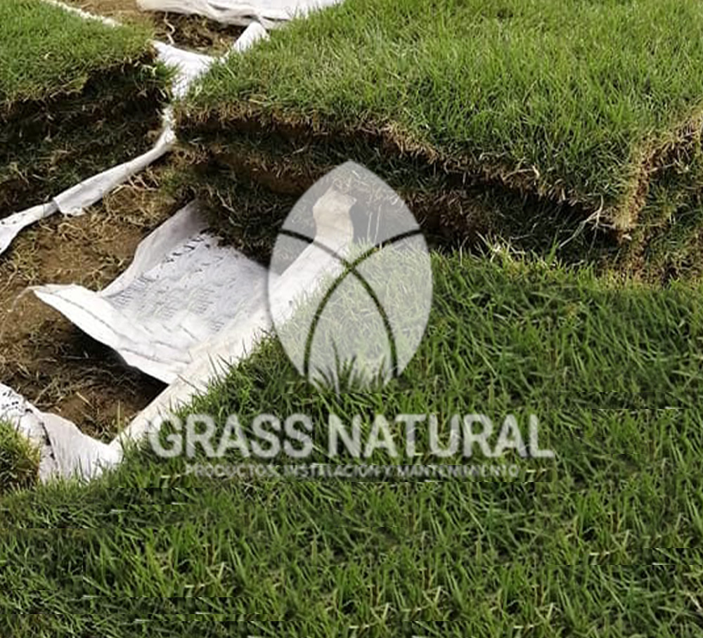tipos de jardineria,jardineria cursos,servicio de jardineria,importancia de jardineria,jardineria herramientas,jardineria y plantas,jardineria y paisajismo,jardineria macetas,tipos de jardineria,jardineria cursos,servicio de jardineria,importancia de jardineria,jardineria herramientas,jardineria y plantas,jardineria y paisajismo,jardineria macetas,instalacion de grass sintetico pdf,como instalar grass sintetico,instalacion de grass natural,grass sintetico deportivo,grass sintetico decorativo,como colocar cesped sintetico para canchas,instalacion de grass sintetico sobre losa de concreto,procedimiento de instalacion de grass sintetico,como poner pasto natural,cómo preparar la tierra para poner pasto en rollo,como plantar cesped en tierra dura,venta de grass natural en huancayo,grass americano,como hacer panes de cesped caseros,como instalar grama,cesped en rollo,grass americano promart,grass americano descripcion,venta de grass americano en huachipa,grass japones,grass paspalum,grass americano chaclacayo,grass natural precio maestro,grass americano en lurin,grass paspalum lima,semilla grass paspalum,pasto paspalum caracteristicas,grass americano,grass bermuda,pasto paspalum precio,diferencia entre grass americano y paspalum,tipos de grass,semillas de cesped para jardin,pasto que no necesita corte,tipos de cesped para canchas de futbol,tipos de pasto para sombra,cesped caracteristicas,tipos de pasto san agustin,cesped natural para jardin,cesped kikuyo,como poner pasto natural,cómo preparar la tierra para poner pasto en rollo,como plantar cesped en tierra dura,venta de grass natural en huancayo,grass americano,como hacer panes de cesped caseros,como instalar grama,cesped en rollo,cómo preparar la tierra para poner pasto en rollo,como poner pasto en semilla,pasto alfombra natural,como sembrar pasto alfombra,cuidado del pasto en rollo recien plantado,instalacion de cesped natural,pasto sintetico,pasto chino cuidados,cómo preparar la tierra para poner pasto en rollo,como poner pasto en semilla,pasto alfombra natural,como sembrar pasto alfombra,cuidado del pasto en rollo recien plantado,instalacion de cesped natural,pasto sintetico,pasto chino cuidados,venta de plantas al por mayor,venta de plantas ornamentales en lima,venta de plantas de flores,venta de plantas en trujillo,venta de plantas por internet,venta de plantas en piura,viveros en lurin,viveros en lurin pachacamac,venta de plantas al por mayor,venta de plantas ornamentales en lima,viveros en lurin,viveros en la molina,viveros en lurin pachacamac,flor de loto venta peru,viveros en chorrillos ,venta de plantas online,venta de plantas al por mayor en lima,venta de plantas ornamentales,venta de plantas de flores,viveros en lurin,venta de plantas en magdalena,venta de plantas online,viveros en lurin pachacamac,viveros en la molina,venta de grass natural en lurin,venta de grass natural en puente piedra,grass natural precio maestro,venta de grass japones en lima,venta de grass natural en piura,venta de grass natural en comas,semilla de grass,venta de grass chino en lima,semilla grass bermuda black jack,grass americano,semillas de cesped para jardin,grass natural precio maestro,grass natural promart,crecimiento de grass,grass para parques,venta de cesped natural,venta de grass natural en lurin,venta de grass natural en puente piedra,grass natural precio maestro,venta de grass japones en lima,venta de grass natural en piura,venta de grass natural en comas,venta de grass sintetico,venta de grass chino en lima,venta de grass natural en lurin,venta de grass natural en puente piedra,grass natural precio maestro,venta de grass japones en lima,venta de grass natural en piura,venta de grass natural en comas,venta de grass sintetico,venta de grass chino en lima