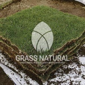 tipos de jardineria,jardineria cursos,servicio de jardineria,importancia de jardineria,jardineria herramientas,jardineria y plantas,jardineria y paisajismo,jardineria macetas,tipos de jardineria,jardineria cursos,servicio de jardineria,importancia de jardineria,jardineria herramientas,jardineria y plantas,jardineria y paisajismo,jardineria macetas,instalacion de grass sintetico pdf,como instalar grass sintetico,instalacion de grass natural,grass sintetico deportivo,grass sintetico decorativo,como colocar cesped sintetico para canchas,instalacion de grass sintetico sobre losa de concreto,procedimiento de instalacion de grass sintetico,como poner pasto natural,cómo preparar la tierra para poner pasto en rollo,como plantar cesped en tierra dura,venta de grass natural en huancayo,grass americano,como hacer panes de cesped caseros,como instalar grama,cesped en rollo,grass americano promart,grass americano descripcion,venta de grass americano en huachipa,grass japones,grass paspalum,grass americano chaclacayo,grass natural precio maestro,grass americano en lurin,grass paspalum lima,semilla grass paspalum,pasto paspalum caracteristicas,grass americano,grass bermuda,pasto paspalum precio,diferencia entre grass americano y paspalum,tipos de grass,semillas de cesped para jardin,pasto que no necesita corte,tipos de cesped para canchas de futbol,tipos de pasto para sombra,cesped caracteristicas,tipos de pasto san agustin,cesped natural para jardin,cesped kikuyo,como poner pasto natural,cómo preparar la tierra para poner pasto en rollo,como plantar cesped en tierra dura,venta de grass natural en huancayo,grass americano,como hacer panes de cesped caseros,como instalar grama,cesped en rollo,cómo preparar la tierra para poner pasto en rollo,como poner pasto en semilla,pasto alfombra natural,como sembrar pasto alfombra,cuidado del pasto en rollo recien plantado,instalacion de cesped natural,pasto sintetico,pasto chino cuidados,cómo preparar la tierra para poner pasto en rollo,como poner pasto en semilla,pasto alfombra natural,como sembrar pasto alfombra,cuidado del pasto en rollo recien plantado,instalacion de cesped natural,pasto sintetico,pasto chino cuidados,venta de plantas al por mayor,venta de plantas ornamentales en lima,venta de plantas de flores,venta de plantas en trujillo,venta de plantas por internet,venta de plantas en piura,viveros en lurin,viveros en lurin pachacamac,venta de plantas al por mayor,venta de plantas ornamentales en lima,viveros en lurin,viveros en la molina,viveros en lurin pachacamac,flor de loto venta peru,viveros en chorrillos ,venta de plantas online,venta de plantas al por mayor en lima,venta de plantas ornamentales,venta de plantas de flores,viveros en lurin,venta de plantas en magdalena,venta de plantas online,viveros en lurin pachacamac,viveros en la molina,venta de grass natural en lurin,venta de grass natural en puente piedra,grass natural precio maestro,venta de grass japones en lima,venta de grass natural en piura,venta de grass natural en comas,semilla de grass,venta de grass chino en lima,semilla grass bermuda black jack,grass americano,semillas de cesped para jardin,grass natural precio maestro,grass natural promart,crecimiento de grass,grass para parques,venta de cesped natural,venta de grass natural en lurin,venta de grass natural en puente piedra,grass natural precio maestro,venta de grass japones en lima,venta de grass natural en piura,venta de grass natural en comas,venta de grass sintetico,venta de grass chino en lima,venta de grass natural en lurin,venta de grass natural en puente piedra,grass natural precio maestro,venta de grass japones en lima,venta de grass natural en piura,venta de grass natural en comas,venta de grass sintetico,venta de grass chino en lima