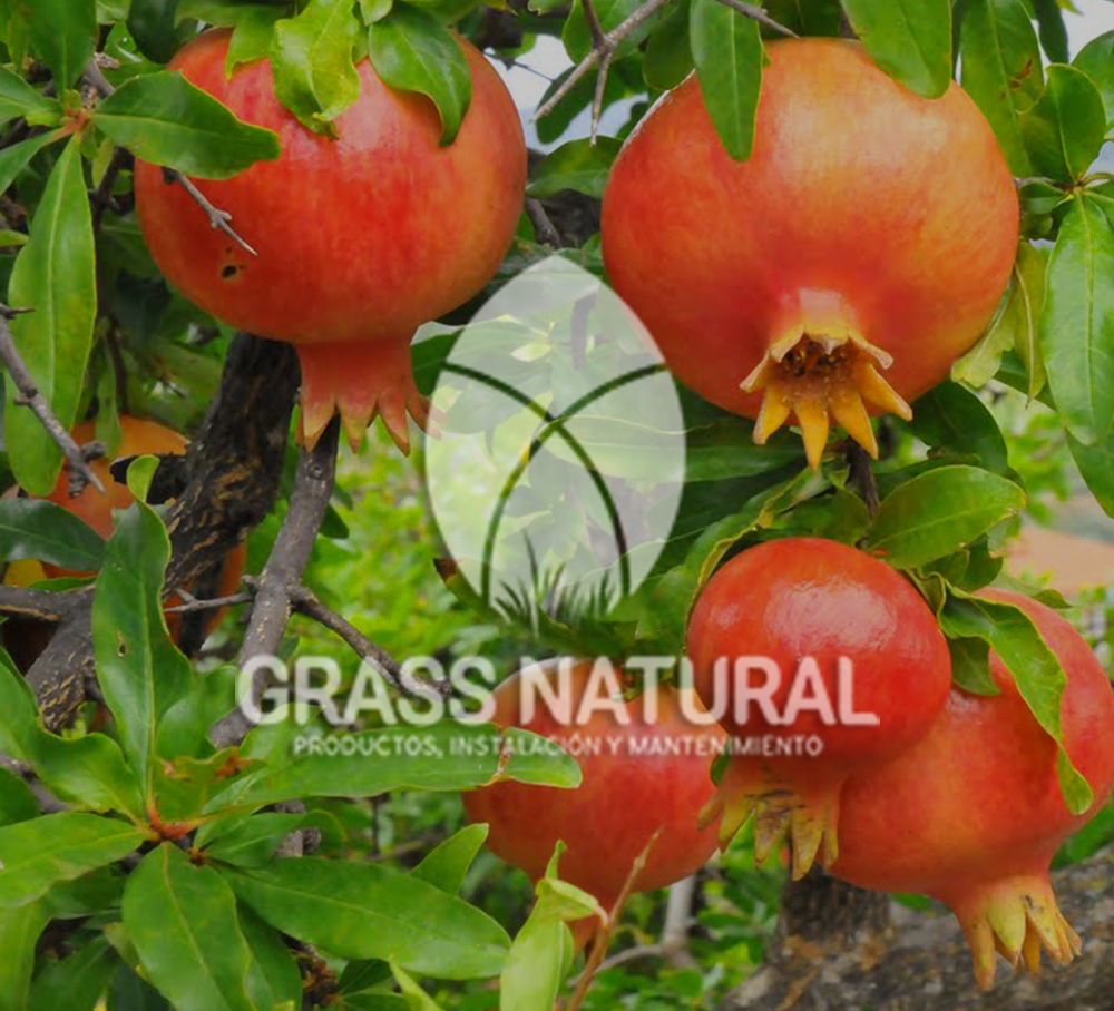 tipos de jardineria,jardineria cursos,servicio de jardineria,importancia de jardineria,jardineria herramientas,jardineria y plantas,jardineria y paisajismo,jardineria macetas,tipos de jardineria,jardineria cursos,servicio de jardineria,importancia de jardineria,jardineria herramientas,jardineria y plantas,jardineria y paisajismo,jardineria macetas,instalacion de grass sintetico pdf,como instalar grass sintetico,instalacion de grass natural,grass sintetico deportivo,grass sintetico decorativo,como colocar cesped sintetico para canchas,instalacion de grass sintetico sobre losa de concreto,procedimiento de instalacion de grass sintetico,como poner pasto natural,cómo preparar la tierra para poner pasto en rollo,como plantar cesped en tierra dura,venta de grass natural en huancayo,grass americano,como hacer panes de cesped caseros,como instalar grama,cesped en rollo,grass americano promart,grass americano descripcion,venta de grass americano en huachipa,grass japones,grass paspalum,grass americano chaclacayo,grass natural precio maestro,grass americano en lurin,grass paspalum lima,semilla grass paspalum,pasto paspalum caracteristicas,grass americano,grass bermuda,pasto paspalum precio,diferencia entre grass americano y paspalum,tipos de grass,semillas de cesped para jardin,pasto que no necesita corte,tipos de cesped para canchas de futbol,tipos de pasto para sombra,cesped caracteristicas,tipos de pasto san agustin,cesped natural para jardin,cesped kikuyo,como poner pasto natural,cómo preparar la tierra para poner pasto en rollo,como plantar cesped en tierra dura,venta de grass natural en huancayo,grass americano,como hacer panes de cesped caseros,como instalar grama,cesped en rollo,cómo preparar la tierra para poner pasto en rollo,como poner pasto en semilla,pasto alfombra natural,como sembrar pasto alfombra,cuidado del pasto en rollo recien plantado,instalacion de cesped natural,pasto sintetico,pasto chino cuidados,cómo preparar la tierra para poner pasto en rollo,como poner pasto en semilla,pasto alfombra natural,como sembrar pasto alfombra,cuidado del pasto en rollo recien plantado,instalacion de cesped natural,pasto sintetico,pasto chino cuidados,venta de plantas al por mayor,venta de plantas ornamentales en lima,venta de plantas de flores,venta de plantas en trujillo,venta de plantas por internet,venta de plantas en piura,viveros en lurin,viveros en lurin pachacamac,venta de plantas al por mayor,venta de plantas ornamentales en lima,viveros en lurin,viveros en la molina,viveros en lurin pachacamac,flor de loto venta peru,viveros en chorrillos ,venta de plantas online,venta de plantas al por mayor en lima,venta de plantas ornamentales,venta de plantas de flores,viveros en lurin,venta de plantas en magdalena,venta de plantas online,viveros en lurin pachacamac,viveros en la molina,venta de grass natural en lurin,venta de grass natural en puente piedra,grass natural precio maestro,venta de grass japones en lima,venta de grass natural en piura,venta de grass natural en comas,semilla de grass,venta de grass chino en lima,semilla grass bermuda black jack,grass americano,semillas de cesped para jardin,grass natural precio maestro,grass natural promart,crecimiento de grass,grass para parques,venta de cesped natural,venta de grass natural en lurin,venta de grass natural en puente piedra,grass natural precio maestro,venta de grass japones en lima,venta de grass natural en piura,venta de grass natural en comas,venta de grass sintetico,venta de grass chino en lima,venta de grass natural en lurin,venta de grass natural en puente piedra,grass natural precio maestro,venta de grass japones en lima,venta de grass natural en piura,venta de grass natural en comas,venta de grass sintetico,venta de grass chino en lima