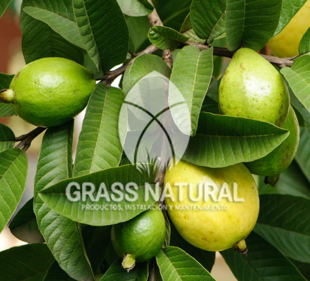 tipos de jardineria,jardineria cursos,servicio de jardineria,importancia de jardineria,jardineria herramientas,jardineria y plantas,jardineria y paisajismo,jardineria macetas,tipos de jardineria,jardineria cursos,servicio de jardineria,importancia de jardineria,jardineria herramientas,jardineria y plantas,jardineria y paisajismo,jardineria macetas,instalacion de grass sintetico pdf,como instalar grass sintetico,instalacion de grass natural,grass sintetico deportivo,grass sintetico decorativo,como colocar cesped sintetico para canchas,instalacion de grass sintetico sobre losa de concreto,procedimiento de instalacion de grass sintetico,como poner pasto natural,cómo preparar la tierra para poner pasto en rollo,como plantar cesped en tierra dura,venta de grass natural en huancayo,grass americano,como hacer panes de cesped caseros,como instalar grama,cesped en rollo,grass americano promart,grass americano descripcion,venta de grass americano en huachipa,grass japones,grass paspalum,grass americano chaclacayo,grass natural precio maestro,grass americano en lurin,grass paspalum lima,semilla grass paspalum,pasto paspalum caracteristicas,grass americano,grass bermuda,pasto paspalum precio,diferencia entre grass americano y paspalum,tipos de grass,semillas de cesped para jardin,pasto que no necesita corte,tipos de cesped para canchas de futbol,tipos de pasto para sombra,cesped caracteristicas,tipos de pasto san agustin,cesped natural para jardin,cesped kikuyo,como poner pasto natural,cómo preparar la tierra para poner pasto en rollo,como plantar cesped en tierra dura,venta de grass natural en huancayo,grass americano,como hacer panes de cesped caseros,como instalar grama,cesped en rollo,cómo preparar la tierra para poner pasto en rollo,como poner pasto en semilla,pasto alfombra natural,como sembrar pasto alfombra,cuidado del pasto en rollo recien plantado,instalacion de cesped natural,pasto sintetico,pasto chino cuidados,cómo preparar la tierra para poner pasto en rollo,como poner pasto en semilla,pasto alfombra natural,como sembrar pasto alfombra,cuidado del pasto en rollo recien plantado,instalacion de cesped natural,pasto sintetico,pasto chino cuidados,venta de plantas al por mayor,venta de plantas ornamentales en lima,venta de plantas de flores,venta de plantas en trujillo,venta de plantas por internet,venta de plantas en piura,viveros en lurin,viveros en lurin pachacamac,venta de plantas al por mayor,venta de plantas ornamentales en lima,viveros en lurin,viveros en la molina,viveros en lurin pachacamac,flor de loto venta peru,viveros en chorrillos ,venta de plantas online,venta de plantas al por mayor en lima,venta de plantas ornamentales,venta de plantas de flores,viveros en lurin,venta de plantas en magdalena,venta de plantas online,viveros en lurin pachacamac,viveros en la molina,venta de grass natural en lurin,venta de grass natural en puente piedra,grass natural precio maestro,venta de grass japones en lima,venta de grass natural en piura,venta de grass natural en comas,semilla de grass,venta de grass chino en lima,semilla grass bermuda black jack,grass americano,semillas de cesped para jardin,grass natural precio maestro,grass natural promart,crecimiento de grass,grass para parques,venta de cesped natural,venta de grass natural en lurin,venta de grass natural en puente piedra,grass natural precio maestro,venta de grass japones en lima,venta de grass natural en piura,venta de grass natural en comas,venta de grass sintetico,venta de grass chino en lima,venta de grass natural en lurin,venta de grass natural en puente piedra,grass natural precio maestro,venta de grass japones en lima,venta de grass natural en piura,venta de grass natural en comas,venta de grass sintetico,venta de grass chino en lima