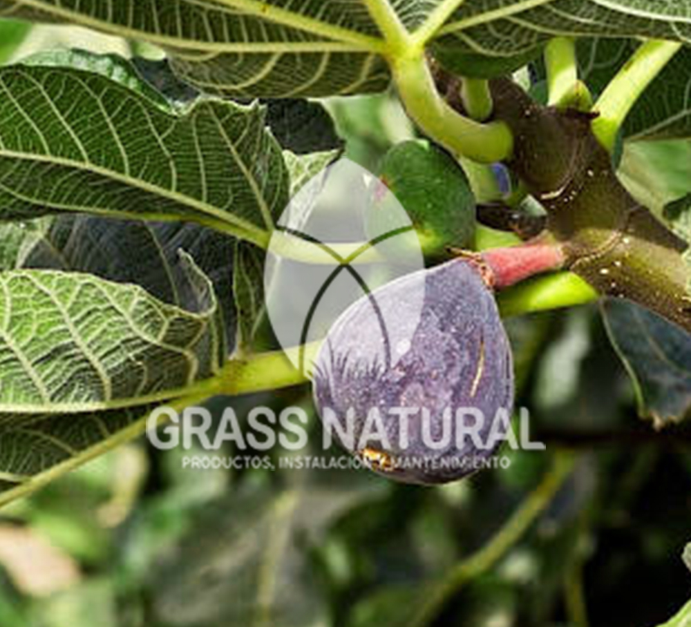 tipos de jardineria,jardineria cursos,servicio de jardineria,importancia de jardineria,jardineria herramientas,jardineria y plantas,jardineria y paisajismo,jardineria macetas,tipos de jardineria,jardineria cursos,servicio de jardineria,importancia de jardineria,jardineria herramientas,jardineria y plantas,jardineria y paisajismo,jardineria macetas,instalacion de grass sintetico pdf,como instalar grass sintetico,instalacion de grass natural,grass sintetico deportivo,grass sintetico decorativo,como colocar cesped sintetico para canchas,instalacion de grass sintetico sobre losa de concreto,procedimiento de instalacion de grass sintetico,como poner pasto natural,cómo preparar la tierra para poner pasto en rollo,como plantar cesped en tierra dura,venta de grass natural en huancayo,grass americano,como hacer panes de cesped caseros,como instalar grama,cesped en rollo,grass americano promart,grass americano descripcion,venta de grass americano en huachipa,grass japones,grass paspalum,grass americano chaclacayo,grass natural precio maestro,grass americano en lurin,grass paspalum lima,semilla grass paspalum,pasto paspalum caracteristicas,grass americano,grass bermuda,pasto paspalum precio,diferencia entre grass americano y paspalum,tipos de grass,semillas de cesped para jardin,pasto que no necesita corte,tipos de cesped para canchas de futbol,tipos de pasto para sombra,cesped caracteristicas,tipos de pasto san agustin,cesped natural para jardin,cesped kikuyo,como poner pasto natural,cómo preparar la tierra para poner pasto en rollo,como plantar cesped en tierra dura,venta de grass natural en huancayo,grass americano,como hacer panes de cesped caseros,como instalar grama,cesped en rollo,cómo preparar la tierra para poner pasto en rollo,como poner pasto en semilla,pasto alfombra natural,como sembrar pasto alfombra,cuidado del pasto en rollo recien plantado,instalacion de cesped natural,pasto sintetico,pasto chino cuidados,cómo preparar la tierra para poner pasto en rollo,como poner pasto en semilla,pasto alfombra natural,como sembrar pasto alfombra,cuidado del pasto en rollo recien plantado,instalacion de cesped natural,pasto sintetico,pasto chino cuidados,venta de plantas al por mayor,venta de plantas ornamentales en lima,venta de plantas de flores,venta de plantas en trujillo,venta de plantas por internet,venta de plantas en piura,viveros en lurin,viveros en lurin pachacamac,venta de plantas al por mayor,venta de plantas ornamentales en lima,viveros en lurin,viveros en la molina,viveros en lurin pachacamac,flor de loto venta peru,viveros en chorrillos ,venta de plantas online,venta de plantas al por mayor en lima,venta de plantas ornamentales,venta de plantas de flores,viveros en lurin,venta de plantas en magdalena,venta de plantas online,viveros en lurin pachacamac,viveros en la molina,venta de grass natural en lurin,venta de grass natural en puente piedra,grass natural precio maestro,venta de grass japones en lima,venta de grass natural en piura,venta de grass natural en comas,semilla de grass,venta de grass chino en lima,semilla grass bermuda black jack,grass americano,semillas de cesped para jardin,grass natural precio maestro,grass natural promart,crecimiento de grass,grass para parques,venta de cesped natural,venta de grass natural en lurin,venta de grass natural en puente piedra,grass natural precio maestro,venta de grass japones en lima,venta de grass natural en piura,venta de grass natural en comas,venta de grass sintetico,venta de grass chino en lima,venta de grass natural en lurin,venta de grass natural en puente piedra,grass natural precio maestro,venta de grass japones en lima,venta de grass natural en piura,venta de grass natural en comas,venta de grass sintetico,venta de grass chino en lima
