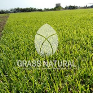 tipos de jardineria,jardineria cursos,servicio de jardineria,importancia de jardineria,jardineria herramientas,jardineria y plantas,jardineria y paisajismo,jardineria macetas,tipos de jardineria,jardineria cursos,servicio de jardineria,importancia de jardineria,jardineria herramientas,jardineria y plantas,jardineria y paisajismo,jardineria macetas,instalacion de grass sintetico pdf,como instalar grass sintetico,instalacion de grass natural,grass sintetico deportivo,grass sintetico decorativo,como colocar cesped sintetico para canchas,instalacion de grass sintetico sobre losa de concreto,procedimiento de instalacion de grass sintetico,como poner pasto natural,cómo preparar la tierra para poner pasto en rollo,como plantar cesped en tierra dura,venta de grass natural en huancayo,grass americano,como hacer panes de cesped caseros,como instalar grama,cesped en rollo,grass americano promart,grass americano descripcion,venta de grass americano en huachipa,grass japones,grass paspalum,grass americano chaclacayo,grass natural precio maestro,grass americano en lurin,grass paspalum lima,semilla grass paspalum,pasto paspalum caracteristicas,grass americano,grass bermuda,pasto paspalum precio,diferencia entre grass americano y paspalum,tipos de grass,semillas de cesped para jardin,pasto que no necesita corte,tipos de cesped para canchas de futbol,tipos de pasto para sombra,cesped caracteristicas,tipos de pasto san agustin,cesped natural para jardin,cesped kikuyo,como poner pasto natural,cómo preparar la tierra para poner pasto en rollo,como plantar cesped en tierra dura,venta de grass natural en huancayo,grass americano,como hacer panes de cesped caseros,como instalar grama,cesped en rollo,cómo preparar la tierra para poner pasto en rollo,como poner pasto en semilla,pasto alfombra natural,como sembrar pasto alfombra,cuidado del pasto en rollo recien plantado,instalacion de cesped natural,pasto sintetico,pasto chino cuidados,cómo preparar la tierra para poner pasto en rollo,como poner pasto en semilla,pasto alfombra natural,como sembrar pasto alfombra,cuidado del pasto en rollo recien plantado,instalacion de cesped natural,pasto sintetico,pasto chino cuidados,venta de plantas al por mayor,venta de plantas ornamentales en lima,venta de plantas de flores,venta de plantas en trujillo,venta de plantas por internet,venta de plantas en piura,viveros en lurin,viveros en lurin pachacamac,venta de plantas al por mayor,venta de plantas ornamentales en lima,viveros en lurin,viveros en la molina,viveros en lurin pachacamac,flor de loto venta peru,viveros en chorrillos ,venta de plantas online,venta de plantas al por mayor en lima,venta de plantas ornamentales,venta de plantas de flores,viveros en lurin,venta de plantas en magdalena,venta de plantas online,viveros en lurin pachacamac,viveros en la molina,venta de grass natural en lurin,venta de grass natural en puente piedra,grass natural precio maestro,venta de grass japones en lima,venta de grass natural en piura,venta de grass natural en comas,semilla de grass,venta de grass chino en lima,semilla grass bermuda black jack,grass americano,semillas de cesped para jardin,grass natural precio maestro,grass natural promart,crecimiento de grass,grass para parques,venta de cesped natural,venta de grass natural en lurin,venta de grass natural en puente piedra,grass natural precio maestro,venta de grass japones en lima,venta de grass natural en piura,venta de grass natural en comas,venta de grass sintetico,venta de grass chino en lima,venta de grass natural en lurin,venta de grass natural en puente piedra,grass natural precio maestro,venta de grass japones en lima,venta de grass natural en piura,venta de grass natural en comas,venta de grass sintetico,venta de grass chino en lima