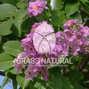 tipos de jardineria,jardineria cursos,servicio de jardineria,importancia de jardineria,jardineria herramientas,jardineria y plantas,jardineria y paisajismo,jardineria macetas,tipos de jardineria,jardineria cursos,servicio de jardineria,importancia de jardineria,jardineria herramientas,jardineria y plantas,jardineria y paisajismo,jardineria macetas,instalacion de grass sintetico pdf,como instalar grass sintetico,instalacion de grass natural,grass sintetico deportivo,grass sintetico decorativo,como colocar cesped sintetico para canchas,instalacion de grass sintetico sobre losa de concreto,procedimiento de instalacion de grass sintetico,como poner pasto natural,cómo preparar la tierra para poner pasto en rollo,como plantar cesped en tierra dura,venta de grass natural en huancayo,grass americano,como hacer panes de cesped caseros,como instalar grama,cesped en rollo,grass americano promart,grass americano descripcion,venta de grass americano en huachipa,grass japones,grass paspalum,grass americano chaclacayo,grass natural precio maestro,grass americano en lurin,grass paspalum lima,semilla grass paspalum,pasto paspalum caracteristicas,grass americano,grass bermuda,pasto paspalum precio,diferencia entre grass americano y paspalum,tipos de grass,semillas de cesped para jardin,pasto que no necesita corte,tipos de cesped para canchas de futbol,tipos de pasto para sombra,cesped caracteristicas,tipos de pasto san agustin,cesped natural para jardin,cesped kikuyo,como poner pasto natural,cómo preparar la tierra para poner pasto en rollo,como plantar cesped en tierra dura,venta de grass natural en huancayo,grass americano,como hacer panes de cesped caseros,como instalar grama,cesped en rollo,cómo preparar la tierra para poner pasto en rollo,como poner pasto en semilla,pasto alfombra natural,como sembrar pasto alfombra,cuidado del pasto en rollo recien plantado,instalacion de cesped natural,pasto sintetico,pasto chino cuidados,cómo preparar la tierra para poner pasto en rollo,como poner pasto en semilla,pasto alfombra natural,como sembrar pasto alfombra,cuidado del pasto en rollo recien plantado,instalacion de cesped natural,pasto sintetico,pasto chino cuidados,venta de plantas al por mayor,venta de plantas ornamentales en lima,venta de plantas de flores,venta de plantas en trujillo,venta de plantas por internet,venta de plantas en piura,viveros en lurin,viveros en lurin pachacamac,venta de plantas al por mayor,venta de plantas ornamentales en lima,viveros en lurin,viveros en la molina,viveros en lurin pachacamac,flor de loto venta peru,viveros en chorrillos ,venta de plantas online,venta de plantas al por mayor en lima,venta de plantas ornamentales,venta de plantas de flores,viveros en lurin,venta de plantas en magdalena,venta de plantas online,viveros en lurin pachacamac,viveros en la molina,venta de grass natural en lurin,venta de grass natural en puente piedra,grass natural precio maestro,venta de grass japones en lima,venta de grass natural en piura,venta de grass natural en comas,semilla de grass,venta de grass chino en lima,semilla grass bermuda black jack,grass americano,semillas de cesped para jardin,grass natural precio maestro,grass natural promart,crecimiento de grass,grass para parques,venta de cesped natural,venta de grass natural en lurin,venta de grass natural en puente piedra,grass natural precio maestro,venta de grass japones en lima,venta de grass natural en piura,venta de grass natural en comas,venta de grass sintetico,venta de grass chino en lima,venta de grass natural en lurin,venta de grass natural en puente piedra,grass natural precio maestro,venta de grass japones en lima,venta de grass natural en piura,venta de grass natural en comas,venta de grass sintetico,venta de grass chino en lima