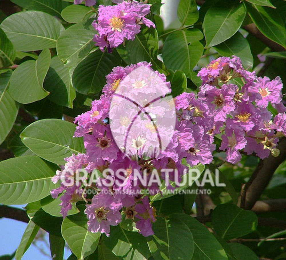 tipos de jardineria,jardineria cursos,servicio de jardineria,importancia de jardineria,jardineria herramientas,jardineria y plantas,jardineria y paisajismo,jardineria macetas,tipos de jardineria,jardineria cursos,servicio de jardineria,importancia de jardineria,jardineria herramientas,jardineria y plantas,jardineria y paisajismo,jardineria macetas,instalacion de grass sintetico pdf,como instalar grass sintetico,instalacion de grass natural,grass sintetico deportivo,grass sintetico decorativo,como colocar cesped sintetico para canchas,instalacion de grass sintetico sobre losa de concreto,procedimiento de instalacion de grass sintetico,como poner pasto natural,cómo preparar la tierra para poner pasto en rollo,como plantar cesped en tierra dura,venta de grass natural en huancayo,grass americano,como hacer panes de cesped caseros,como instalar grama,cesped en rollo,grass americano promart,grass americano descripcion,venta de grass americano en huachipa,grass japones,grass paspalum,grass americano chaclacayo,grass natural precio maestro,grass americano en lurin,grass paspalum lima,semilla grass paspalum,pasto paspalum caracteristicas,grass americano,grass bermuda,pasto paspalum precio,diferencia entre grass americano y paspalum,tipos de grass,semillas de cesped para jardin,pasto que no necesita corte,tipos de cesped para canchas de futbol,tipos de pasto para sombra,cesped caracteristicas,tipos de pasto san agustin,cesped natural para jardin,cesped kikuyo,como poner pasto natural,cómo preparar la tierra para poner pasto en rollo,como plantar cesped en tierra dura,venta de grass natural en huancayo,grass americano,como hacer panes de cesped caseros,como instalar grama,cesped en rollo,cómo preparar la tierra para poner pasto en rollo,como poner pasto en semilla,pasto alfombra natural,como sembrar pasto alfombra,cuidado del pasto en rollo recien plantado,instalacion de cesped natural,pasto sintetico,pasto chino cuidados,cómo preparar la tierra para poner pasto en rollo,como poner pasto en semilla,pasto alfombra natural,como sembrar pasto alfombra,cuidado del pasto en rollo recien plantado,instalacion de cesped natural,pasto sintetico,pasto chino cuidados,venta de plantas al por mayor,venta de plantas ornamentales en lima,venta de plantas de flores,venta de plantas en trujillo,venta de plantas por internet,venta de plantas en piura,viveros en lurin,viveros en lurin pachacamac,venta de plantas al por mayor,venta de plantas ornamentales en lima,viveros en lurin,viveros en la molina,viveros en lurin pachacamac,flor de loto venta peru,viveros en chorrillos ,venta de plantas online,venta de plantas al por mayor en lima,venta de plantas ornamentales,venta de plantas de flores,viveros en lurin,venta de plantas en magdalena,venta de plantas online,viveros en lurin pachacamac,viveros en la molina,venta de grass natural en lurin,venta de grass natural en puente piedra,grass natural precio maestro,venta de grass japones en lima,venta de grass natural en piura,venta de grass natural en comas,semilla de grass,venta de grass chino en lima,semilla grass bermuda black jack,grass americano,semillas de cesped para jardin,grass natural precio maestro,grass natural promart,crecimiento de grass,grass para parques,venta de cesped natural,venta de grass natural en lurin,venta de grass natural en puente piedra,grass natural precio maestro,venta de grass japones en lima,venta de grass natural en piura,venta de grass natural en comas,venta de grass sintetico,venta de grass chino en lima,venta de grass natural en lurin,venta de grass natural en puente piedra,grass natural precio maestro,venta de grass japones en lima,venta de grass natural en piura,venta de grass natural en comas,venta de grass sintetico,venta de grass chino en lima