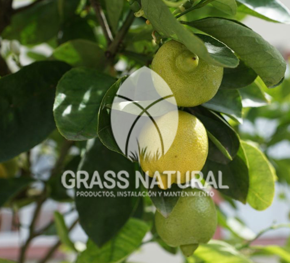 tipos de jardineria,jardineria cursos,servicio de jardineria,importancia de jardineria,jardineria herramientas,jardineria y plantas,jardineria y paisajismo,jardineria macetas,tipos de jardineria,jardineria cursos,servicio de jardineria,importancia de jardineria,jardineria herramientas,jardineria y plantas,jardineria y paisajismo,jardineria macetas,instalacion de grass sintetico pdf,como instalar grass sintetico,instalacion de grass natural,grass sintetico deportivo,grass sintetico decorativo,como colocar cesped sintetico para canchas,instalacion de grass sintetico sobre losa de concreto,procedimiento de instalacion de grass sintetico,como poner pasto natural,cómo preparar la tierra para poner pasto en rollo,como plantar cesped en tierra dura,venta de grass natural en huancayo,grass americano,como hacer panes de cesped caseros,como instalar grama,cesped en rollo,grass americano promart,grass americano descripcion,venta de grass americano en huachipa,grass japones,grass paspalum,grass americano chaclacayo,grass natural precio maestro,grass americano en lurin,grass paspalum lima,semilla grass paspalum,pasto paspalum caracteristicas,grass americano,grass bermuda,pasto paspalum precio,diferencia entre grass americano y paspalum,tipos de grass,semillas de cesped para jardin,pasto que no necesita corte,tipos de cesped para canchas de futbol,tipos de pasto para sombra,cesped caracteristicas,tipos de pasto san agustin,cesped natural para jardin,cesped kikuyo,como poner pasto natural,cómo preparar la tierra para poner pasto en rollo,como plantar cesped en tierra dura,venta de grass natural en huancayo,grass americano,como hacer panes de cesped caseros,como instalar grama,cesped en rollo,cómo preparar la tierra para poner pasto en rollo,como poner pasto en semilla,pasto alfombra natural,como sembrar pasto alfombra,cuidado del pasto en rollo recien plantado,instalacion de cesped natural,pasto sintetico,pasto chino cuidados,cómo preparar la tierra para poner pasto en rollo,como poner pasto en semilla,pasto alfombra natural,como sembrar pasto alfombra,cuidado del pasto en rollo recien plantado,instalacion de cesped natural,pasto sintetico,pasto chino cuidados,venta de plantas al por mayor,venta de plantas ornamentales en lima,venta de plantas de flores,venta de plantas en trujillo,venta de plantas por internet,venta de plantas en piura,viveros en lurin,viveros en lurin pachacamac,venta de plantas al por mayor,venta de plantas ornamentales en lima,viveros en lurin,viveros en la molina,viveros en lurin pachacamac,flor de loto venta peru,viveros en chorrillos ,venta de plantas online,venta de plantas al por mayor en lima,venta de plantas ornamentales,venta de plantas de flores,viveros en lurin,venta de plantas en magdalena,venta de plantas online,viveros en lurin pachacamac,viveros en la molina,venta de grass natural en lurin,venta de grass natural en puente piedra,grass natural precio maestro,venta de grass japones en lima,venta de grass natural en piura,venta de grass natural en comas,semilla de grass,venta de grass chino en lima,semilla grass bermuda black jack,grass americano,semillas de cesped para jardin,grass natural precio maestro,grass natural promart,crecimiento de grass,grass para parques,venta de cesped natural,venta de grass natural en lurin,venta de grass natural en puente piedra,grass natural precio maestro,venta de grass japones en lima,venta de grass natural en piura,venta de grass natural en comas,venta de grass sintetico,venta de grass chino en lima,venta de grass natural en lurin,venta de grass natural en puente piedra,grass natural precio maestro,venta de grass japones en lima,venta de grass natural en piura,venta de grass natural en comas,venta de grass sintetico,venta de grass chino en lima