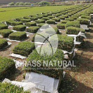 tipos de jardineria,jardineria cursos,servicio de jardineria,importancia de jardineria,jardineria herramientas,jardineria y plantas,jardineria y paisajismo,jardineria macetas,tipos de jardineria,jardineria cursos,servicio de jardineria,importancia de jardineria,jardineria herramientas,jardineria y plantas,jardineria y paisajismo,jardineria macetas,instalacion de grass sintetico pdf,como instalar grass sintetico,instalacion de grass natural,grass sintetico deportivo,grass sintetico decorativo,como colocar cesped sintetico para canchas,instalacion de grass sintetico sobre losa de concreto,procedimiento de instalacion de grass sintetico,como poner pasto natural,cómo preparar la tierra para poner pasto en rollo,como plantar cesped en tierra dura,venta de grass natural en huancayo,grass americano,como hacer panes de cesped caseros,como instalar grama,cesped en rollo,grass americano promart,grass americano descripcion,venta de grass americano en huachipa,grass japones,grass paspalum,grass americano chaclacayo,grass natural precio maestro,grass americano en lurin,grass paspalum lima,semilla grass paspalum,pasto paspalum caracteristicas,grass americano,grass bermuda,pasto paspalum precio,diferencia entre grass americano y paspalum,tipos de grass,semillas de cesped para jardin,pasto que no necesita corte,tipos de cesped para canchas de futbol,tipos de pasto para sombra,cesped caracteristicas,tipos de pasto san agustin,cesped natural para jardin,cesped kikuyo,como poner pasto natural,cómo preparar la tierra para poner pasto en rollo,como plantar cesped en tierra dura,venta de grass natural en huancayo,grass americano,como hacer panes de cesped caseros,como instalar grama,cesped en rollo,cómo preparar la tierra para poner pasto en rollo,como poner pasto en semilla,pasto alfombra natural,como sembrar pasto alfombra,cuidado del pasto en rollo recien plantado,instalacion de cesped natural,pasto sintetico,pasto chino cuidados,cómo preparar la tierra para poner pasto en rollo,como poner pasto en semilla,pasto alfombra natural,como sembrar pasto alfombra,cuidado del pasto en rollo recien plantado,instalacion de cesped natural,pasto sintetico,pasto chino cuidados,venta de plantas al por mayor,venta de plantas ornamentales en lima,venta de plantas de flores,venta de plantas en trujillo,venta de plantas por internet,venta de plantas en piura,viveros en lurin,viveros en lurin pachacamac,venta de plantas al por mayor,venta de plantas ornamentales en lima,viveros en lurin,viveros en la molina,viveros en lurin pachacamac,flor de loto venta peru,viveros en chorrillos ,venta de plantas online,venta de plantas al por mayor en lima,venta de plantas ornamentales,venta de plantas de flores,viveros en lurin,venta de plantas en magdalena,venta de plantas online,viveros en lurin pachacamac,viveros en la molina,venta de grass natural en lurin,venta de grass natural en puente piedra,grass natural precio maestro,venta de grass japones en lima,venta de grass natural en piura,venta de grass natural en comas,semilla de grass,venta de grass chino en lima,semilla grass bermuda black jack,grass americano,semillas de cesped para jardin,grass natural precio maestro,grass natural promart,crecimiento de grass,grass para parques,venta de cesped natural,venta de grass natural en lurin,venta de grass natural en puente piedra,grass natural precio maestro,venta de grass japones en lima,venta de grass natural en piura,venta de grass natural en comas,venta de grass sintetico,venta de grass chino en lima,venta de grass natural en lurin,venta de grass natural en puente piedra,grass natural precio maestro,venta de grass japones en lima,venta de grass natural en piura,venta de grass natural en comas,venta de grass sintetico,venta de grass chino en lima