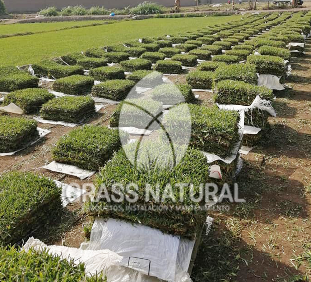 tipos de jardineria,jardineria cursos,servicio de jardineria,importancia de jardineria,jardineria herramientas,jardineria y plantas,jardineria y paisajismo,jardineria macetas,tipos de jardineria,jardineria cursos,servicio de jardineria,importancia de jardineria,jardineria herramientas,jardineria y plantas,jardineria y paisajismo,jardineria macetas,instalacion de grass sintetico pdf,como instalar grass sintetico,instalacion de grass natural,grass sintetico deportivo,grass sintetico decorativo,como colocar cesped sintetico para canchas,instalacion de grass sintetico sobre losa de concreto,procedimiento de instalacion de grass sintetico,como poner pasto natural,cómo preparar la tierra para poner pasto en rollo,como plantar cesped en tierra dura,venta de grass natural en huancayo,grass americano,como hacer panes de cesped caseros,como instalar grama,cesped en rollo,grass americano promart,grass americano descripcion,venta de grass americano en huachipa,grass japones,grass paspalum,grass americano chaclacayo,grass natural precio maestro,grass americano en lurin,grass paspalum lima,semilla grass paspalum,pasto paspalum caracteristicas,grass americano,grass bermuda,pasto paspalum precio,diferencia entre grass americano y paspalum,tipos de grass,semillas de cesped para jardin,pasto que no necesita corte,tipos de cesped para canchas de futbol,tipos de pasto para sombra,cesped caracteristicas,tipos de pasto san agustin,cesped natural para jardin,cesped kikuyo,como poner pasto natural,cómo preparar la tierra para poner pasto en rollo,como plantar cesped en tierra dura,venta de grass natural en huancayo,grass americano,como hacer panes de cesped caseros,como instalar grama,cesped en rollo,cómo preparar la tierra para poner pasto en rollo,como poner pasto en semilla,pasto alfombra natural,como sembrar pasto alfombra,cuidado del pasto en rollo recien plantado,instalacion de cesped natural,pasto sintetico,pasto chino cuidados,cómo preparar la tierra para poner pasto en rollo,como poner pasto en semilla,pasto alfombra natural,como sembrar pasto alfombra,cuidado del pasto en rollo recien plantado,instalacion de cesped natural,pasto sintetico,pasto chino cuidados,venta de plantas al por mayor,venta de plantas ornamentales en lima,venta de plantas de flores,venta de plantas en trujillo,venta de plantas por internet,venta de plantas en piura,viveros en lurin,viveros en lurin pachacamac,venta de plantas al por mayor,venta de plantas ornamentales en lima,viveros en lurin,viveros en la molina,viveros en lurin pachacamac,flor de loto venta peru,viveros en chorrillos ,venta de plantas online,venta de plantas al por mayor en lima,venta de plantas ornamentales,venta de plantas de flores,viveros en lurin,venta de plantas en magdalena,venta de plantas online,viveros en lurin pachacamac,viveros en la molina,venta de grass natural en lurin,venta de grass natural en puente piedra,grass natural precio maestro,venta de grass japones en lima,venta de grass natural en piura,venta de grass natural en comas,semilla de grass,venta de grass chino en lima,semilla grass bermuda black jack,grass americano,semillas de cesped para jardin,grass natural precio maestro,grass natural promart,crecimiento de grass,grass para parques,venta de cesped natural,venta de grass natural en lurin,venta de grass natural en puente piedra,grass natural precio maestro,venta de grass japones en lima,venta de grass natural en piura,venta de grass natural en comas,venta de grass sintetico,venta de grass chino en lima,venta de grass natural en lurin,venta de grass natural en puente piedra,grass natural precio maestro,venta de grass japones en lima,venta de grass natural en piura,venta de grass natural en comas,venta de grass sintetico,venta de grass chino en lima