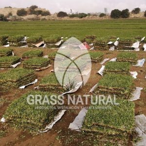 tipos de jardineria,jardineria cursos,servicio de jardineria,importancia de jardineria,jardineria herramientas,jardineria y plantas,jardineria y paisajismo,jardineria macetas,tipos de jardineria,jardineria cursos,servicio de jardineria,importancia de jardineria,jardineria herramientas,jardineria y plantas,jardineria y paisajismo,jardineria macetas,instalacion de grass sintetico pdf,como instalar grass sintetico,instalacion de grass natural,grass sintetico deportivo,grass sintetico decorativo,como colocar cesped sintetico para canchas,instalacion de grass sintetico sobre losa de concreto,procedimiento de instalacion de grass sintetico,como poner pasto natural,cómo preparar la tierra para poner pasto en rollo,como plantar cesped en tierra dura,venta de grass natural en huancayo,grass americano,como hacer panes de cesped caseros,como instalar grama,cesped en rollo,grass americano promart,grass americano descripcion,venta de grass americano en huachipa,grass japones,grass paspalum,grass americano chaclacayo,grass natural precio maestro,grass americano en lurin,grass paspalum lima,semilla grass paspalum,pasto paspalum caracteristicas,grass americano,grass bermuda,pasto paspalum precio,diferencia entre grass americano y paspalum,tipos de grass,semillas de cesped para jardin,pasto que no necesita corte,tipos de cesped para canchas de futbol,tipos de pasto para sombra,cesped caracteristicas,tipos de pasto san agustin,cesped natural para jardin,cesped kikuyo,como poner pasto natural,cómo preparar la tierra para poner pasto en rollo,como plantar cesped en tierra dura,venta de grass natural en huancayo,grass americano,como hacer panes de cesped caseros,como instalar grama,cesped en rollo,cómo preparar la tierra para poner pasto en rollo,como poner pasto en semilla,pasto alfombra natural,como sembrar pasto alfombra,cuidado del pasto en rollo recien plantado,instalacion de cesped natural,pasto sintetico,pasto chino cuidados,cómo preparar la tierra para poner pasto en rollo,como poner pasto en semilla,pasto alfombra natural,como sembrar pasto alfombra,cuidado del pasto en rollo recien plantado,instalacion de cesped natural,pasto sintetico,pasto chino cuidados,venta de plantas al por mayor,venta de plantas ornamentales en lima,venta de plantas de flores,venta de plantas en trujillo,venta de plantas por internet,venta de plantas en piura,viveros en lurin,viveros en lurin pachacamac,venta de plantas al por mayor,venta de plantas ornamentales en lima,viveros en lurin,viveros en la molina,viveros en lurin pachacamac,flor de loto venta peru,viveros en chorrillos ,venta de plantas online,venta de plantas al por mayor en lima,venta de plantas ornamentales,venta de plantas de flores,viveros en lurin,venta de plantas en magdalena,venta de plantas online,viveros en lurin pachacamac,viveros en la molina,venta de grass natural en lurin,venta de grass natural en puente piedra,grass natural precio maestro,venta de grass japones en lima,venta de grass natural en piura,venta de grass natural en comas,semilla de grass,venta de grass chino en lima,semilla grass bermuda black jack,grass americano,semillas de cesped para jardin,grass natural precio maestro,grass natural promart,crecimiento de grass,grass para parques,venta de cesped natural,venta de grass natural en lurin,venta de grass natural en puente piedra,grass natural precio maestro,venta de grass japones en lima,venta de grass natural en piura,venta de grass natural en comas,venta de grass sintetico,venta de grass chino en lima,venta de grass natural en lurin,venta de grass natural en puente piedra,grass natural precio maestro,venta de grass japones en lima,venta de grass natural en piura,venta de grass natural en comas,venta de grass sintetico,venta de grass chino en lima
