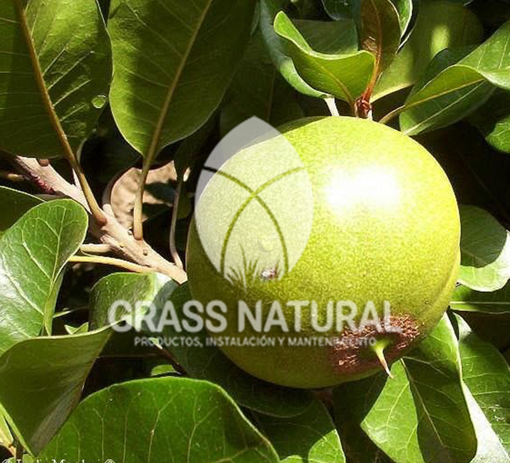 tipos de jardineria,jardineria cursos,servicio de jardineria,importancia de jardineria,jardineria herramientas,jardineria y plantas,jardineria y paisajismo,jardineria macetas,tipos de jardineria,jardineria cursos,servicio de jardineria,importancia de jardineria,jardineria herramientas,jardineria y plantas,jardineria y paisajismo,jardineria macetas,instalacion de grass sintetico pdf,como instalar grass sintetico,instalacion de grass natural,grass sintetico deportivo,grass sintetico decorativo,como colocar cesped sintetico para canchas,instalacion de grass sintetico sobre losa de concreto,procedimiento de instalacion de grass sintetico,como poner pasto natural,cómo preparar la tierra para poner pasto en rollo,como plantar cesped en tierra dura,venta de grass natural en huancayo,grass americano,como hacer panes de cesped caseros,como instalar grama,cesped en rollo,grass americano promart,grass americano descripcion,venta de grass americano en huachipa,grass japones,grass paspalum,grass americano chaclacayo,grass natural precio maestro,grass americano en lurin,grass paspalum lima,semilla grass paspalum,pasto paspalum caracteristicas,grass americano,grass bermuda,pasto paspalum precio,diferencia entre grass americano y paspalum,tipos de grass,semillas de cesped para jardin,pasto que no necesita corte,tipos de cesped para canchas de futbol,tipos de pasto para sombra,cesped caracteristicas,tipos de pasto san agustin,cesped natural para jardin,cesped kikuyo,como poner pasto natural,cómo preparar la tierra para poner pasto en rollo,como plantar cesped en tierra dura,venta de grass natural en huancayo,grass americano,como hacer panes de cesped caseros,como instalar grama,cesped en rollo,cómo preparar la tierra para poner pasto en rollo,como poner pasto en semilla,pasto alfombra natural,como sembrar pasto alfombra,cuidado del pasto en rollo recien plantado,instalacion de cesped natural,pasto sintetico,pasto chino cuidados,cómo preparar la tierra para poner pasto en rollo,como poner pasto en semilla,pasto alfombra natural,como sembrar pasto alfombra,cuidado del pasto en rollo recien plantado,instalacion de cesped natural,pasto sintetico,pasto chino cuidados,venta de plantas al por mayor,venta de plantas ornamentales en lima,venta de plantas de flores,venta de plantas en trujillo,venta de plantas por internet,venta de plantas en piura,viveros en lurin,viveros en lurin pachacamac,venta de plantas al por mayor,venta de plantas ornamentales en lima,viveros en lurin,viveros en la molina,viveros en lurin pachacamac,flor de loto venta peru,viveros en chorrillos ,venta de plantas online,venta de plantas al por mayor en lima,venta de plantas ornamentales,venta de plantas de flores,viveros en lurin,venta de plantas en magdalena,venta de plantas online,viveros en lurin pachacamac,viveros en la molina,venta de grass natural en lurin,venta de grass natural en puente piedra,grass natural precio maestro,venta de grass japones en lima,venta de grass natural en piura,venta de grass natural en comas,semilla de grass,venta de grass chino en lima,semilla grass bermuda black jack,grass americano,semillas de cesped para jardin,grass natural precio maestro,grass natural promart,crecimiento de grass,grass para parques,venta de cesped natural,venta de grass natural en lurin,venta de grass natural en puente piedra,grass natural precio maestro,venta de grass japones en lima,venta de grass natural en piura,venta de grass natural en comas,venta de grass sintetico,venta de grass chino en lima,venta de grass natural en lurin,venta de grass natural en puente piedra,grass natural precio maestro,venta de grass japones en lima,venta de grass natural en piura,venta de grass natural en comas,venta de grass sintetico,venta de grass chino en lima