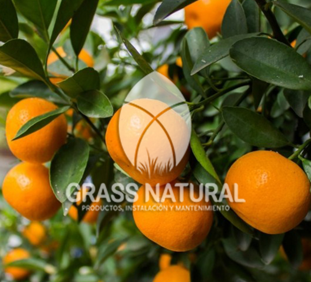 tipos de jardineria,jardineria cursos,servicio de jardineria,importancia de jardineria,jardineria herramientas,jardineria y plantas,jardineria y paisajismo,jardineria macetas,tipos de jardineria,jardineria cursos,servicio de jardineria,importancia de jardineria,jardineria herramientas,jardineria y plantas,jardineria y paisajismo,jardineria macetas,instalacion de grass sintetico pdf,como instalar grass sintetico,instalacion de grass natural,grass sintetico deportivo,grass sintetico decorativo,como colocar cesped sintetico para canchas,instalacion de grass sintetico sobre losa de concreto,procedimiento de instalacion de grass sintetico,como poner pasto natural,cómo preparar la tierra para poner pasto en rollo,como plantar cesped en tierra dura,venta de grass natural en huancayo,grass americano,como hacer panes de cesped caseros,como instalar grama,cesped en rollo,grass americano promart,grass americano descripcion,venta de grass americano en huachipa,grass japones,grass paspalum,grass americano chaclacayo,grass natural precio maestro,grass americano en lurin,grass paspalum lima,semilla grass paspalum,pasto paspalum caracteristicas,grass americano,grass bermuda,pasto paspalum precio,diferencia entre grass americano y paspalum,tipos de grass,semillas de cesped para jardin,pasto que no necesita corte,tipos de cesped para canchas de futbol,tipos de pasto para sombra,cesped caracteristicas,tipos de pasto san agustin,cesped natural para jardin,cesped kikuyo,como poner pasto natural,cómo preparar la tierra para poner pasto en rollo,como plantar cesped en tierra dura,venta de grass natural en huancayo,grass americano,como hacer panes de cesped caseros,como instalar grama,cesped en rollo,cómo preparar la tierra para poner pasto en rollo,como poner pasto en semilla,pasto alfombra natural,como sembrar pasto alfombra,cuidado del pasto en rollo recien plantado,instalacion de cesped natural,pasto sintetico,pasto chino cuidados,cómo preparar la tierra para poner pasto en rollo,como poner pasto en semilla,pasto alfombra natural,como sembrar pasto alfombra,cuidado del pasto en rollo recien plantado,instalacion de cesped natural,pasto sintetico,pasto chino cuidados,venta de plantas al por mayor,venta de plantas ornamentales en lima,venta de plantas de flores,venta de plantas en trujillo,venta de plantas por internet,venta de plantas en piura,viveros en lurin,viveros en lurin pachacamac,venta de plantas al por mayor,venta de plantas ornamentales en lima,viveros en lurin,viveros en la molina,viveros en lurin pachacamac,flor de loto venta peru,viveros en chorrillos ,venta de plantas online,venta de plantas al por mayor en lima,venta de plantas ornamentales,venta de plantas de flores,viveros en lurin,venta de plantas en magdalena,venta de plantas online,viveros en lurin pachacamac,viveros en la molina,venta de grass natural en lurin,venta de grass natural en puente piedra,grass natural precio maestro,venta de grass japones en lima,venta de grass natural en piura,venta de grass natural en comas,semilla de grass,venta de grass chino en lima,semilla grass bermuda black jack,grass americano,semillas de cesped para jardin,grass natural precio maestro,grass natural promart,crecimiento de grass,grass para parques,venta de cesped natural,venta de grass natural en lurin,venta de grass natural en puente piedra,grass natural precio maestro,venta de grass japones en lima,venta de grass natural en piura,venta de grass natural en comas,venta de grass sintetico,venta de grass chino en lima,venta de grass natural en lurin,venta de grass natural en puente piedra,grass natural precio maestro,venta de grass japones en lima,venta de grass natural en piura,venta de grass natural en comas,venta de grass sintetico,venta de grass chino en lima