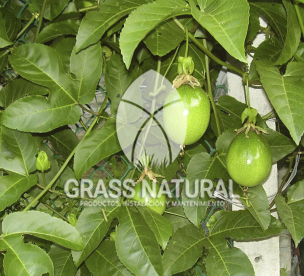tipos de jardineria,jardineria cursos,servicio de jardineria,importancia de jardineria,jardineria herramientas,jardineria y plantas,jardineria y paisajismo,jardineria macetas,tipos de jardineria,jardineria cursos,servicio de jardineria,importancia de jardineria,jardineria herramientas,jardineria y plantas,jardineria y paisajismo,jardineria macetas,instalacion de grass sintetico pdf,como instalar grass sintetico,instalacion de grass natural,grass sintetico deportivo,grass sintetico decorativo,como colocar cesped sintetico para canchas,instalacion de grass sintetico sobre losa de concreto,procedimiento de instalacion de grass sintetico,como poner pasto natural,cómo preparar la tierra para poner pasto en rollo,como plantar cesped en tierra dura,venta de grass natural en huancayo,grass americano,como hacer panes de cesped caseros,como instalar grama,cesped en rollo,grass americano promart,grass americano descripcion,venta de grass americano en huachipa,grass japones,grass paspalum,grass americano chaclacayo,grass natural precio maestro,grass americano en lurin,grass paspalum lima,semilla grass paspalum,pasto paspalum caracteristicas,grass americano,grass bermuda,pasto paspalum precio,diferencia entre grass americano y paspalum,tipos de grass,semillas de cesped para jardin,pasto que no necesita corte,tipos de cesped para canchas de futbol,tipos de pasto para sombra,cesped caracteristicas,tipos de pasto san agustin,cesped natural para jardin,cesped kikuyo,como poner pasto natural,cómo preparar la tierra para poner pasto en rollo,como plantar cesped en tierra dura,venta de grass natural en huancayo,grass americano,como hacer panes de cesped caseros,como instalar grama,cesped en rollo,cómo preparar la tierra para poner pasto en rollo,como poner pasto en semilla,pasto alfombra natural,como sembrar pasto alfombra,cuidado del pasto en rollo recien plantado,instalacion de cesped natural,pasto sintetico,pasto chino cuidados,cómo preparar la tierra para poner pasto en rollo,como poner pasto en semilla,pasto alfombra natural,como sembrar pasto alfombra,cuidado del pasto en rollo recien plantado,instalacion de cesped natural,pasto sintetico,pasto chino cuidados,venta de plantas al por mayor,venta de plantas ornamentales en lima,venta de plantas de flores,venta de plantas en trujillo,venta de plantas por internet,venta de plantas en piura,viveros en lurin,viveros en lurin pachacamac,venta de plantas al por mayor,venta de plantas ornamentales en lima,viveros en lurin,viveros en la molina,viveros en lurin pachacamac,flor de loto venta peru,viveros en chorrillos ,venta de plantas online,venta de plantas al por mayor en lima,venta de plantas ornamentales,venta de plantas de flores,viveros en lurin,venta de plantas en magdalena,venta de plantas online,viveros en lurin pachacamac,viveros en la molina,venta de grass natural en lurin,venta de grass natural en puente piedra,grass natural precio maestro,venta de grass japones en lima,venta de grass natural en piura,venta de grass natural en comas,semilla de grass,venta de grass chino en lima,semilla grass bermuda black jack,grass americano,semillas de cesped para jardin,grass natural precio maestro,grass natural promart,crecimiento de grass,grass para parques,venta de cesped natural,venta de grass natural en lurin,venta de grass natural en puente piedra,grass natural precio maestro,venta de grass japones en lima,venta de grass natural en piura,venta de grass natural en comas,venta de grass sintetico,venta de grass chino en lima,venta de grass natural en lurin,venta de grass natural en puente piedra,grass natural precio maestro,venta de grass japones en lima,venta de grass natural en piura,venta de grass natural en comas,venta de grass sintetico,venta de grass chino en lima