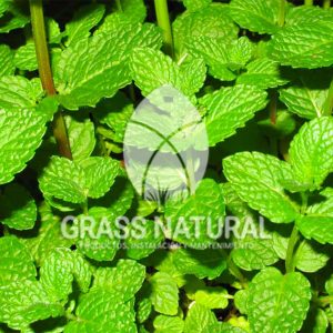 poner pasto en rollo,como plantar cesped en tierra dura,venta de grass natural en huancayo,grass americano,como hacer panes de cesped tipos de jardineria,jardineria cursos,servicio de jardineria,importancia de jardineria,jardineria herramientas,jardineria y plantas,jardineria y paisajismo,jardineria macetas,tipos de jardineria,jardineria cursos,servicio de jardineria,importancia de jardineria,jardineria herramientas,jardineria y plantas,jardineria y paisajismo,jardineria macetas,instalacion de grass sintetico pdf,como instalar grass sintetico,instalacion de grass natural,grass sintetico deportivo,grass sintetico decorativo,como colocar cesped sintetico para canchas,instalacion de grass sintetico sobre losa de concreto,procedimiento de instalacion de grass sintetico,como poner pasto natural,cómo preparar la tierra para poner pasto en rollo,como plantar cesped en tierra dura,venta de grass natural en huancayo,grass americano,como hacer panes de cesped caseros,como instalar grama,cesped en rollo,grass americano promart,grass americano descripcion,venta de grass americano en huachipa,grass japones,grass paspalum,grass americano chaclacayo,grass natural precio maestro,grass americano en lurin,grass paspalum lima,semilla grass paspalum,pasto paspalum caracteristicas,grass americano,grass bermuda,pasto paspalum precio,diferencia entre grass americano y paspalum,tipos de grass,semillas de cesped para jardin,pasto que no necesita corte,tipos de cesped para canchas de futbol,tipos de pasto para sombra,cesped caracteristicas,tipos de pasto san agustin,cesped natural para jardin,cesped kikuyo,como poner pasto natural,cómo preparar la tierra para caseros,como instalar grama,cesped en rollo,cómo preparar la tierra para poner pasto en rollo,como poner pasto en semilla,pasto alfombra natural,como sembrar pasto alfombra,cuidado del pasto en rollo recien plantado,instalacion de cesped natural,pasto sintetico,pasto chino cuidados,cómo preparar la tierra para poner pasto en rollo,como poner pasto en semilla,pasto alfombra natural,como sembrar pasto alfombra,cuidado del pasto en rollo recien plantado,instalacion de cesped natural,pasto sintetico,pasto chino cuidados,venta de plantas al por mayor,venta de plantas ornamentales en lima,venta de plantas de flores,venta de plantas en trujillo,venta de plantas por internet,venta de plantas en piura,viveros en lurin,viveros en lurin pachacamac,venta de plantas al por mayor,venta de plantas ornamentales en lima,viveros en lurin,viveros en la molina,viveros en lurin pachacamac,flor de loto venta peru,viveros en chorrillos ,venta de plantas online,venta de plantas al por mayor en lima,venta de plantas ornamentales,venta de plantas de flores,viveros en lurin,venta de plantas en magdalena,venta de plantas online,viveros en lurin pachacamac,viveros en la molina,venta de grass natural en lurin,venta de grass natural en puente piedra,grass natural precio maestro,venta de grass japones en lima,venta de grass natural en piura,venta de grass natural en comas,semilla de grass,venta de grass chino en lima,semilla grass bermuda black jack,grass americano,semillas de cesped para jardin,grass natural precio maestro,grass natural promart,crecimiento de grass,grass para parques,venta de cesped natural,venta de grass natural en lurin,venta de grass natural en puente piedra,grass natural precio maestro,venta de grass japones en lima,venta de grass natural en piura,venta de grass natural en comas,venta de grass sintetico,venta de grass chino en lima,venta de grass natural en lurin,venta de grass natural en puente piedra,grass natural precio maestro,venta de grass japones en lima,venta de grass natural en piura,venta de grass natural en comas,venta de grass sintetico,venta de grass chino en lima Para más información nos puedes llamar al 921 839 832 o escribirnos aI ventas@grassnatural.com
