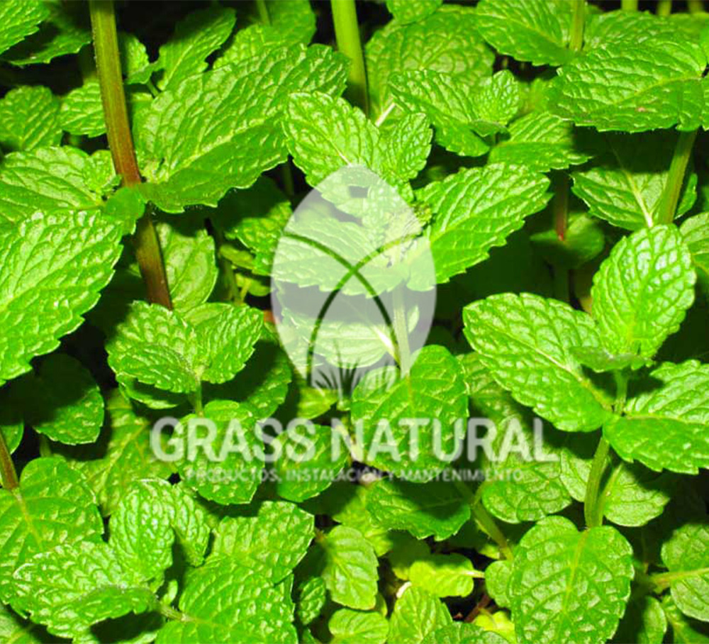 poner pasto en rollo,como plantar cesped en tierra dura,venta de grass natural en huancayo,grass americano,como hacer panes de cesped tipos de jardineria,jardineria cursos,servicio de jardineria,importancia de jardineria,jardineria herramientas,jardineria y plantas,jardineria y paisajismo,jardineria macetas,tipos de jardineria,jardineria cursos,servicio de jardineria,importancia de jardineria,jardineria herramientas,jardineria y plantas,jardineria y paisajismo,jardineria macetas,instalacion de grass sintetico pdf,como instalar grass sintetico,instalacion de grass natural,grass sintetico deportivo,grass sintetico decorativo,como colocar cesped sintetico para canchas,instalacion de grass sintetico sobre losa de concreto,procedimiento de instalacion de grass sintetico,como poner pasto natural,cómo preparar la tierra para poner pasto en rollo,como plantar cesped en tierra dura,venta de grass natural en huancayo,grass americano,como hacer panes de cesped caseros,como instalar grama,cesped en rollo,grass americano promart,grass americano descripcion,venta de grass americano en huachipa,grass japones,grass paspalum,grass americano chaclacayo,grass natural precio maestro,grass americano en lurin,grass paspalum lima,semilla grass paspalum,pasto paspalum caracteristicas,grass americano,grass bermuda,pasto paspalum precio,diferencia entre grass americano y paspalum,tipos de grass,semillas de cesped para jardin,pasto que no necesita corte,tipos de cesped para canchas de futbol,tipos de pasto para sombra,cesped caracteristicas,tipos de pasto san agustin,cesped natural para jardin,cesped kikuyo,como poner pasto natural,cómo preparar la tierra para caseros,como instalar grama,cesped en rollo,cómo preparar la tierra para poner pasto en rollo,como poner pasto en semilla,pasto alfombra natural,como sembrar pasto alfombra,cuidado del pasto en rollo recien plantado,instalacion de cesped natural,pasto sintetico,pasto chino cuidados,cómo preparar la tierra para poner pasto en rollo,como poner pasto en semilla,pasto alfombra natural,como sembrar pasto alfombra,cuidado del pasto en rollo recien plantado,instalacion de cesped natural,pasto sintetico,pasto chino cuidados,venta de plantas al por mayor,venta de plantas ornamentales en lima,venta de plantas de flores,venta de plantas en trujillo,venta de plantas por internet,venta de plantas en piura,viveros en lurin,viveros en lurin pachacamac,venta de plantas al por mayor,venta de plantas ornamentales en lima,viveros en lurin,viveros en la molina,viveros en lurin pachacamac,flor de loto venta peru,viveros en chorrillos ,venta de plantas online,venta de plantas al por mayor en lima,venta de plantas ornamentales,venta de plantas de flores,viveros en lurin,venta de plantas en magdalena,venta de plantas online,viveros en lurin pachacamac,viveros en la molina,venta de grass natural en lurin,venta de grass natural en puente piedra,grass natural precio maestro,venta de grass japones en lima,venta de grass natural en piura,venta de grass natural en comas,semilla de grass,venta de grass chino en lima,semilla grass bermuda black jack,grass americano,semillas de cesped para jardin,grass natural precio maestro,grass natural promart,crecimiento de grass,grass para parques,venta de cesped natural,venta de grass natural en lurin,venta de grass natural en puente piedra,grass natural precio maestro,venta de grass japones en lima,venta de grass natural en piura,venta de grass natural en comas,venta de grass sintetico,venta de grass chino en lima,venta de grass natural en lurin,venta de grass natural en puente piedra,grass natural precio maestro,venta de grass japones en lima,venta de grass natural en piura,venta de grass natural en comas,venta de grass sintetico,venta de grass chino en lima Para más información nos puedes llamar al 921 839 832 o escribirnos aI ventas@grassnatural.com