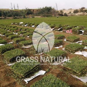 tipos de jardineria,jardineria cursos,servicio de jardineria,importancia de jardineria,jardineria herramientas,jardineria y plantas,jardineria y paisajismo,jardineria macetas,tipos de jardineria,jardineria cursos,servicio de jardineria,importancia de jardineria,jardineria herramientas,jardineria y plantas,jardineria y paisajismo,jardineria macetas,instalacion de grass sintetico pdf,como instalar grass sintetico,instalacion de grass natural,grass sintetico deportivo,grass sintetico decorativo,como colocar cesped sintetico para canchas,instalacion de grass sintetico sobre losa de concreto,procedimiento de instalacion de grass sintetico,como poner pasto natural,cómo preparar la tierra para poner pasto en rollo,como plantar cesped en tierra dura,venta de grass natural en huancayo,grass americano,como hacer panes de cesped caseros,como instalar grama,cesped en rollo,grass americano promart,grass americano descripcion,venta de grass americano en huachipa,grass japones,grass paspalum,grass americano chaclacayo,grass natural precio maestro,grass americano en lurin,grass paspalum lima,semilla grass paspalum,pasto paspalum caracteristicas,grass americano,grass bermuda,pasto paspalum precio,diferencia entre grass americano y paspalum,tipos de grass,semillas de cesped para jardin,pasto que no necesita corte,tipos de cesped para canchas de futbol,tipos de pasto para sombra,cesped caracteristicas,tipos de pasto san agustin,cesped natural para jardin,cesped kikuyo,como poner pasto natural,cómo preparar la tierra para poner pasto en rollo,como plantar cesped en tierra dura,venta de grass natural en huancayo,grass americano,como hacer panes de cesped caseros,como instalar grama,cesped en rollo,cómo preparar la tierra para poner pasto en rollo,como poner pasto en semilla,pasto alfombra natural,como sembrar pasto alfombra,cuidado del pasto en rollo recien plantado,instalacion de cesped natural,pasto sintetico,pasto chino cuidados,cómo preparar la tierra para poner pasto en rollo,como poner pasto en semilla,pasto alfombra natural,como sembrar pasto alfombra,cuidado del pasto en rollo recien plantado,instalacion de cesped natural,pasto sintetico,pasto chino cuidados,venta de plantas al por mayor,venta de plantas ornamentales en lima,venta de plantas de flores,venta de plantas en trujillo,venta de plantas por internet,venta de plantas en piura,viveros en lurin,viveros en lurin pachacamac,venta de plantas al por mayor,venta de plantas ornamentales en lima,viveros en lurin,viveros en la molina,viveros en lurin pachacamac,flor de loto venta peru,viveros en chorrillos ,venta de plantas online,venta de plantas al por mayor en lima,venta de plantas ornamentales,venta de plantas de flores,viveros en lurin,venta de plantas en magdalena,venta de plantas online,viveros en lurin pachacamac,viveros en la molina,venta de grass natural en lurin,venta de grass natural en puente piedra,grass natural precio maestro,venta de grass japones en lima,venta de grass natural en piura,venta de grass natural en comas,semilla de grass,venta de grass chino en lima,semilla grass bermuda black jack,grass americano,semillas de cesped para jardin,grass natural precio maestro,grass natural promart,crecimiento de grass,grass para parques,venta de cesped natural,venta de grass natural en lurin,venta de grass natural en puente piedra,grass natural precio maestro,venta de grass japones en lima,venta de grass natural en piura,venta de grass natural en comas,venta de grass sintetico,venta de grass chino en lima,venta de grass natural en lurin,venta de grass natural en puente piedra,grass natural precio maestro,venta de grass japones en lima,venta de grass natural en piura,venta de grass natural en comas,venta de grass sintetico,venta de grass chino en lima