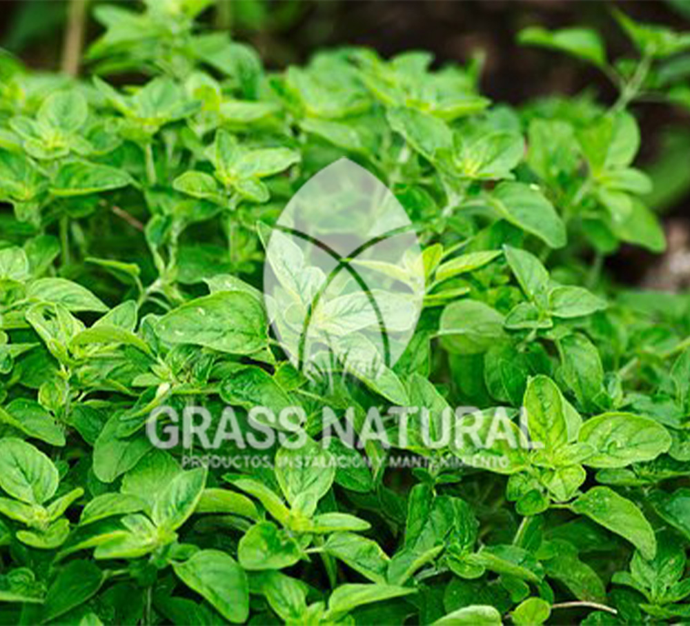 poner pasto en rollo,como plantar cesped en tierra dura,venta de grass natural en huancayo,grass americano,como hacer panes de cesped tipos de jardineria,jardineria cursos,servicio de jardineria,importancia de jardineria,jardineria herramientas,jardineria y plantas,jardineria y paisajismo,jardineria macetas,tipos de jardineria,jardineria cursos,servicio de jardineria,importancia de jardineria,jardineria herramientas,jardineria y plantas,jardineria y paisajismo,jardineria macetas,instalacion de grass sintetico pdf,como instalar grass sintetico,instalacion de grass natural,grass sintetico deportivo,grass sintetico decorativo,como colocar cesped sintetico para canchas,instalacion de grass sintetico sobre losa de concreto,procedimiento de instalacion de grass sintetico,como poner pasto natural,cómo preparar la tierra para poner pasto en rollo,como plantar cesped en tierra dura,venta de grass natural en huancayo,grass americano,como hacer panes de cesped caseros,como instalar grama,cesped en rollo,grass americano promart,grass americano descripcion,venta de grass americano en huachipa,grass japones,grass paspalum,grass americano chaclacayo,grass natural precio maestro,grass americano en lurin,grass paspalum lima,semilla grass paspalum,pasto paspalum caracteristicas,grass americano,grass bermuda,pasto paspalum precio,diferencia entre grass americano y paspalum,tipos de grass,semillas de cesped para jardin,pasto que no necesita corte,tipos de cesped para canchas de futbol,tipos de pasto para sombra,cesped caracteristicas,tipos de pasto san agustin,cesped natural para jardin,cesped kikuyo,como poner pasto natural,cómo preparar la tierra para caseros,como instalar grama,cesped en rollo,cómo preparar la tierra para poner pasto en rollo,como poner pasto en semilla,pasto alfombra natural,como sembrar pasto alfombra,cuidado del pasto en rollo recien plantado,instalacion de cesped natural,pasto sintetico,pasto chino cuidados,cómo preparar la tierra para poner pasto en rollo,como poner pasto en semilla,pasto alfombra natural,como sembrar pasto alfombra,cuidado del pasto en rollo recien plantado,instalacion de cesped natural,pasto sintetico,pasto chino cuidados,venta de plantas al por mayor,venta de plantas ornamentales en lima,venta de plantas de flores,venta de plantas en trujillo,venta de plantas por internet,venta de plantas en piura,viveros en lurin,viveros en lurin pachacamac,venta de plantas al por mayor,venta de plantas ornamentales en lima,viveros en lurin,viveros en la molina,viveros en lurin pachacamac,flor de loto venta peru,viveros en chorrillos ,venta de plantas online,venta de plantas al por mayor en lima,venta de plantas ornamentales,venta de plantas de flores,viveros en lurin,venta de plantas en magdalena,venta de plantas online,viveros en lurin pachacamac,viveros en la molina,venta de grass natural en lurin,venta de grass natural en puente piedra,grass natural precio maestro,venta de grass japones en lima,venta de grass natural en piura,venta de grass natural en comas,semilla de grass,venta de grass chino en lima,semilla grass bermuda black jack,grass americano,semillas de cesped para jardin,grass natural precio maestro,grass natural promart,crecimiento de grass,grass para parques,venta de cesped natural,venta de grass natural en lurin,venta de grass natural en puente piedra,grass natural precio maestro,venta de grass japones en lima,venta de grass natural en piura,venta de grass natural en comas,venta de grass sintetico,venta de grass chino en lima,venta de grass natural en lurin,venta de grass natural en puente piedra,grass natural precio maestro,venta de grass japones en lima,venta de grass natural en piura,venta de grass natural en comas,venta de grass sintetico,venta de grass chino en lima Para más información nos puedes llamar al 921 839 832 o escribirnos aI ventas@grassnatural.com