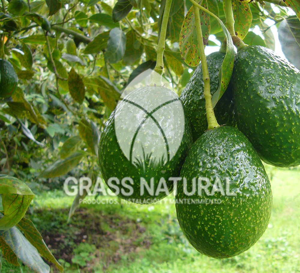 tipos de jardineria,jardineria cursos,servicio de jardineria,importancia de jardineria,jardineria herramientas,jardineria y plantas,jardineria y paisajismo,jardineria macetas,tipos de jardineria,jardineria cursos,servicio de jardineria,importancia de jardineria,jardineria herramientas,jardineria y plantas,jardineria y paisajismo,jardineria macetas,instalacion de grass sintetico pdf,como instalar grass sintetico,instalacion de grass natural,grass sintetico deportivo,grass sintetico decorativo,como colocar cesped sintetico para canchas,instalacion de grass sintetico sobre losa de concreto,procedimiento de instalacion de grass sintetico,como poner pasto natural,cómo preparar la tierra para poner pasto en rollo,como plantar cesped en tierra dura,venta de grass natural en huancayo,grass americano,como hacer panes de cesped caseros,como instalar grama,cesped en rollo,grass americano promart,grass americano descripcion,venta de grass americano en huachipa,grass japones,grass paspalum,grass americano chaclacayo,grass natural precio maestro,grass americano en lurin,grass paspalum lima,semilla grass paspalum,pasto paspalum caracteristicas,grass americano,grass bermuda,pasto paspalum precio,diferencia entre grass americano y paspalum,tipos de grass,semillas de cesped para jardin,pasto que no necesita corte,tipos de cesped para canchas de futbol,tipos de pasto para sombra,cesped caracteristicas,tipos de pasto san agustin,cesped natural para jardin,cesped kikuyo,como poner pasto natural,cómo preparar la tierra para poner pasto en rollo,como plantar cesped en tierra dura,venta de grass natural en huancayo,grass americano,como hacer panes de cesped caseros,como instalar grama,cesped en rollo,cómo preparar la tierra para poner pasto en rollo,como poner pasto en semilla,pasto alfombra natural,como sembrar pasto alfombra,cuidado del pasto en rollo recien plantado,instalacion de cesped natural,pasto sintetico,pasto chino cuidados,cómo preparar la tierra para poner pasto en rollo,como poner pasto en semilla,pasto alfombra natural,como sembrar pasto alfombra,cuidado del pasto en rollo recien plantado,instalacion de cesped natural,pasto sintetico,pasto chino cuidados,venta de plantas al por mayor,venta de plantas ornamentales en lima,venta de plantas de flores,venta de plantas en trujillo,venta de plantas por internet,venta de plantas en piura,viveros en lurin,viveros en lurin pachacamac,venta de plantas al por mayor,venta de plantas ornamentales en lima,viveros en lurin,viveros en la molina,viveros en lurin pachacamac,flor de loto venta peru,viveros en chorrillos ,venta de plantas online,venta de plantas al por mayor en lima,venta de plantas ornamentales,venta de plantas de flores,viveros en lurin,venta de plantas en magdalena,venta de plantas online,viveros en lurin pachacamac,viveros en la molina,venta de grass natural en lurin,venta de grass natural en puente piedra,grass natural precio maestro,venta de grass japones en lima,venta de grass natural en piura,venta de grass natural en comas,semilla de grass,venta de grass chino en lima,semilla grass bermuda black jack,grass americano,semillas de cesped para jardin,grass natural precio maestro,grass natural promart,crecimiento de grass,grass para parques,venta de cesped natural,venta de grass natural en lurin,venta de grass natural en puente piedra,grass natural precio maestro,venta de grass japones en lima,venta de grass natural en piura,venta de grass natural en comas,venta de grass sintetico,venta de grass chino en lima,venta de grass natural en lurin,venta de grass natural en puente piedra,grass natural precio maestro,venta de grass japones en lima,venta de grass natural en piura,venta de grass natural en comas,venta de grass sintetico,venta de grass chino en lima