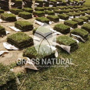 tipos de jardineria,jardineria cursos,servicio de jardineria,importancia de jardineria,jardineria herramientas,jardineria y plantas,jardineria y paisajismo,jardineria macetas,tipos de jardineria,jardineria cursos,servicio de jardineria,importancia de jardineria,jardineria herramientas,jardineria y plantas,jardineria y paisajismo,jardineria macetas,instalacion de grass sintetico pdf,como instalar grass sintetico,instalacion de grass natural,grass sintetico deportivo,grass sintetico decorativo,como colocar cesped sintetico para canchas,instalacion de grass sintetico sobre losa de concreto,procedimiento de instalacion de grass sintetico,como poner pasto natural,cómo preparar la tierra para poner pasto en rollo,como plantar cesped en tierra dura,venta de grass natural en huancayo,grass americano,como hacer panes de cesped caseros,como instalar grama,cesped en rollo,grass americano promart,grass americano descripcion,venta de grass americano en huachipa,grass japones,grass paspalum,grass americano chaclacayo,grass natural precio maestro,grass americano en lurin,grass paspalum lima,semilla grass paspalum,pasto paspalum caracteristicas,grass americano,grass bermuda,pasto paspalum precio,diferencia entre grass americano y paspalum,tipos de grass,semillas de cesped para jardin,pasto que no necesita corte,tipos de cesped para canchas de futbol,tipos de pasto para sombra,cesped caracteristicas,tipos de pasto san agustin,cesped natural para jardin,cesped kikuyo,como poner pasto natural,cómo preparar la tierra para poner pasto en rollo,como plantar cesped en tierra dura,venta de grass natural en huancayo,grass americano,como hacer panes de cesped caseros,como instalar grama,cesped en rollo,cómo preparar la tierra para poner pasto en rollo,como poner pasto en semilla,pasto alfombra natural,como sembrar pasto alfombra,cuidado del pasto en rollo recien plantado,instalacion de cesped natural,pasto sintetico,pasto chino cuidados,cómo preparar la tierra para poner pasto en rollo,como poner pasto en semilla,pasto alfombra natural,como sembrar pasto alfombra,cuidado del pasto en rollo recien plantado,instalacion de cesped natural,pasto sintetico,pasto chino cuidados,venta de plantas al por mayor,venta de plantas ornamentales en lima,venta de plantas de flores,venta de plantas en trujillo,venta de plantas por internet,venta de plantas en piura,viveros en lurin,viveros en lurin pachacamac,venta de plantas al por mayor,venta de plantas ornamentales en lima,viveros en lurin,viveros en la molina,viveros en lurin pachacamac,flor de loto venta peru,viveros en chorrillos ,venta de plantas online,venta de plantas al por mayor en lima,venta de plantas ornamentales,venta de plantas de flores,viveros en lurin,venta de plantas en magdalena,venta de plantas online,viveros en lurin pachacamac,viveros en la molina,venta de grass natural en lurin,venta de grass natural en puente piedra,grass natural precio maestro,venta de grass japones en lima,venta de grass natural en piura,venta de grass natural en comas,semilla de grass,venta de grass chino en lima,semilla grass bermuda black jack,grass americano,semillas de cesped para jardin,grass natural precio maestro,grass natural promart,crecimiento de grass,grass para parques,venta de cesped natural,venta de grass natural en lurin,venta de grass natural en puente piedra,grass natural precio maestro,venta de grass japones en lima,venta de grass natural en piura,venta de grass natural en comas,venta de grass sintetico,venta de grass chino en lima,venta de grass natural en lurin,venta de grass natural en puente piedra,grass natural precio maestro,venta de grass japones en lima,venta de grass natural en piura,venta de grass natural en comas,venta de grass sintetico,venta de grass chino en lima