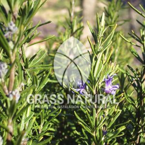 poner pasto en rollo,como plantar cesped en tierra dura,venta de grass natural en huancayo,grass americano,como hacer panes de cesped tipos de jardineria,jardineria cursos,servicio de jardineria,importancia de jardineria,jardineria herramientas,jardineria y plantas,jardineria y paisajismo,jardineria macetas,tipos de jardineria,jardineria cursos,servicio de jardineria,importancia de jardineria,jardineria herramientas,jardineria y plantas,jardineria y paisajismo,jardineria macetas,instalacion de grass sintetico pdf,como instalar grass sintetico,instalacion de grass natural,grass sintetico deportivo,grass sintetico decorativo,como colocar cesped sintetico para canchas,instalacion de grass sintetico sobre losa de concreto,procedimiento de instalacion de grass sintetico,como poner pasto natural,cómo preparar la tierra para poner pasto en rollo,como plantar cesped en tierra dura,venta de grass natural en huancayo,grass americano,como hacer panes de cesped caseros,como instalar grama,cesped en rollo,grass americano promart,grass americano descripcion,venta de grass americano en huachipa,grass japones,grass paspalum,grass americano chaclacayo,grass natural precio maestro,grass americano en lurin,grass paspalum lima,semilla grass paspalum,pasto paspalum caracteristicas,grass americano,grass bermuda,pasto paspalum precio,diferencia entre grass americano y paspalum,tipos de grass,semillas de cesped para jardin,pasto que no necesita corte,tipos de cesped para canchas de futbol,tipos de pasto para sombra,cesped caracteristicas,tipos de pasto san agustin,cesped natural para jardin,cesped kikuyo,como poner pasto natural,cómo preparar la tierra para caseros,como instalar grama,cesped en rollo,cómo preparar la tierra para poner pasto en rollo,como poner pasto en semilla,pasto alfombra natural,como sembrar pasto alfombra,cuidado del pasto en rollo recien plantado,instalacion de cesped natural,pasto sintetico,pasto chino cuidados,cómo preparar la tierra para poner pasto en rollo,como poner pasto en semilla,pasto alfombra natural,como sembrar pasto alfombra,cuidado del pasto en rollo recien plantado,instalacion de cesped natural,pasto sintetico,pasto chino cuidados,venta de plantas al por mayor,venta de plantas ornamentales en lima,venta de plantas de flores,venta de plantas en trujillo,venta de plantas por internet,venta de plantas en piura,viveros en lurin,viveros en lurin pachacamac,venta de plantas al por mayor,venta de plantas ornamentales en lima,viveros en lurin,viveros en la molina,viveros en lurin pachacamac,flor de loto venta peru,viveros en chorrillos ,venta de plantas online,venta de plantas al por mayor en lima,venta de plantas ornamentales,venta de plantas de flores,viveros en lurin,venta de plantas en magdalena,venta de plantas online,viveros en lurin pachacamac,viveros en la molina,venta de grass natural en lurin,venta de grass natural en puente piedra,grass natural precio maestro,venta de grass japones en lima,venta de grass natural en piura,venta de grass natural en comas,semilla de grass,venta de grass chino en lima,semilla grass bermuda black jack,grass americano,semillas de cesped para jardin,grass natural precio maestro,grass natural promart,crecimiento de grass,grass para parques,venta de cesped natural,venta de grass natural en lurin,venta de grass natural en puente piedra,grass natural precio maestro,venta de grass japones en lima,venta de grass natural en piura,venta de grass natural en comas,venta de grass sintetico,venta de grass chino en lima,venta de grass natural en lurin,venta de grass natural en puente piedra,grass natural precio maestro,venta de grass japones en lima,venta de grass natural en piura,venta de grass natural en comas,venta de grass sintetico,venta de grass chino en lima Para más información nos puedes llamar al 921 839 832 o escribirnos aI ventas@grassnatural.com