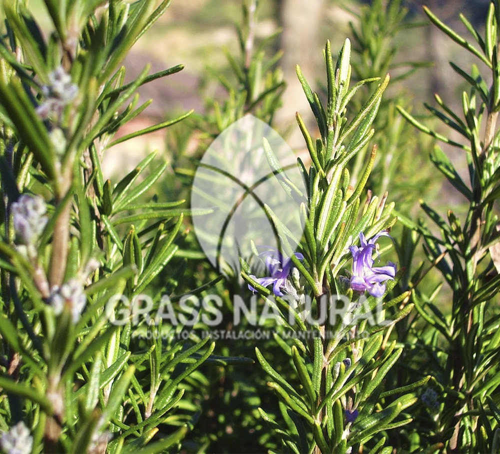 poner pasto en rollo,como plantar cesped en tierra dura,venta de grass natural en huancayo,grass americano,como hacer panes de cesped tipos de jardineria,jardineria cursos,servicio de jardineria,importancia de jardineria,jardineria herramientas,jardineria y plantas,jardineria y paisajismo,jardineria macetas,tipos de jardineria,jardineria cursos,servicio de jardineria,importancia de jardineria,jardineria herramientas,jardineria y plantas,jardineria y paisajismo,jardineria macetas,instalacion de grass sintetico pdf,como instalar grass sintetico,instalacion de grass natural,grass sintetico deportivo,grass sintetico decorativo,como colocar cesped sintetico para canchas,instalacion de grass sintetico sobre losa de concreto,procedimiento de instalacion de grass sintetico,como poner pasto natural,cómo preparar la tierra para poner pasto en rollo,como plantar cesped en tierra dura,venta de grass natural en huancayo,grass americano,como hacer panes de cesped caseros,como instalar grama,cesped en rollo,grass americano promart,grass americano descripcion,venta de grass americano en huachipa,grass japones,grass paspalum,grass americano chaclacayo,grass natural precio maestro,grass americano en lurin,grass paspalum lima,semilla grass paspalum,pasto paspalum caracteristicas,grass americano,grass bermuda,pasto paspalum precio,diferencia entre grass americano y paspalum,tipos de grass,semillas de cesped para jardin,pasto que no necesita corte,tipos de cesped para canchas de futbol,tipos de pasto para sombra,cesped caracteristicas,tipos de pasto san agustin,cesped natural para jardin,cesped kikuyo,como poner pasto natural,cómo preparar la tierra para caseros,como instalar grama,cesped en rollo,cómo preparar la tierra para poner pasto en rollo,como poner pasto en semilla,pasto alfombra natural,como sembrar pasto alfombra,cuidado del pasto en rollo recien plantado,instalacion de cesped natural,pasto sintetico,pasto chino cuidados,cómo preparar la tierra para poner pasto en rollo,como poner pasto en semilla,pasto alfombra natural,como sembrar pasto alfombra,cuidado del pasto en rollo recien plantado,instalacion de cesped natural,pasto sintetico,pasto chino cuidados,venta de plantas al por mayor,venta de plantas ornamentales en lima,venta de plantas de flores,venta de plantas en trujillo,venta de plantas por internet,venta de plantas en piura,viveros en lurin,viveros en lurin pachacamac,venta de plantas al por mayor,venta de plantas ornamentales en lima,viveros en lurin,viveros en la molina,viveros en lurin pachacamac,flor de loto venta peru,viveros en chorrillos ,venta de plantas online,venta de plantas al por mayor en lima,venta de plantas ornamentales,venta de plantas de flores,viveros en lurin,venta de plantas en magdalena,venta de plantas online,viveros en lurin pachacamac,viveros en la molina,venta de grass natural en lurin,venta de grass natural en puente piedra,grass natural precio maestro,venta de grass japones en lima,venta de grass natural en piura,venta de grass natural en comas,semilla de grass,venta de grass chino en lima,semilla grass bermuda black jack,grass americano,semillas de cesped para jardin,grass natural precio maestro,grass natural promart,crecimiento de grass,grass para parques,venta de cesped natural,venta de grass natural en lurin,venta de grass natural en puente piedra,grass natural precio maestro,venta de grass japones en lima,venta de grass natural en piura,venta de grass natural en comas,venta de grass sintetico,venta de grass chino en lima,venta de grass natural en lurin,venta de grass natural en puente piedra,grass natural precio maestro,venta de grass japones en lima,venta de grass natural en piura,venta de grass natural en comas,venta de grass sintetico,venta de grass chino en lima Para más información nos puedes llamar al 921 839 832 o escribirnos aI ventas@grassnatural.com