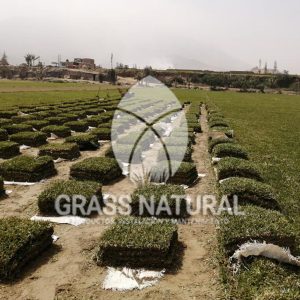 tipos de jardineria,jardineria cursos,servicio de jardineria,importancia de jardineria,jardineria herramientas,jardineria y plantas,jardineria y paisajismo,jardineria macetas,tipos de jardineria,jardineria cursos,servicio de jardineria,importancia de jardineria,jardineria herramientas,jardineria y plantas,jardineria y paisajismo,jardineria macetas,instalacion de grass sintetico pdf,como instalar grass sintetico,instalacion de grass natural,grass sintetico deportivo,grass sintetico decorativo,como colocar cesped sintetico para canchas,instalacion de grass sintetico sobre losa de concreto,procedimiento de instalacion de grass sintetico,como poner pasto natural,cómo preparar la tierra para poner pasto en rollo,como plantar cesped en tierra dura,venta de grass natural en huancayo,grass americano,como hacer panes de cesped caseros,como instalar grama,cesped en rollo,grass americano promart,grass americano descripcion,venta de grass americano en huachipa,grass japones,grass paspalum,grass americano chaclacayo,grass natural precio maestro,grass americano en lurin,grass paspalum lima,semilla grass paspalum,pasto paspalum caracteristicas,grass americano,grass bermuda,pasto paspalum precio,diferencia entre grass americano y paspalum,tipos de grass,semillas de cesped para jardin,pasto que no necesita corte,tipos de cesped para canchas de futbol,tipos de pasto para sombra,cesped caracteristicas,tipos de pasto san agustin,cesped natural para jardin,cesped kikuyo,como poner pasto natural,cómo preparar la tierra para poner pasto en rollo,como plantar cesped en tierra dura,venta de grass natural en huancayo,grass americano,como hacer panes de cesped caseros,como instalar grama,cesped en rollo,cómo preparar la tierra para poner pasto en rollo,como poner pasto en semilla,pasto alfombra natural,como sembrar pasto alfombra,cuidado del pasto en rollo recien plantado,instalacion de cesped natural,pasto sintetico,pasto chino cuidados,cómo preparar la tierra para poner pasto en rollo,como poner pasto en semilla,pasto alfombra natural,como sembrar pasto alfombra,cuidado del pasto en rollo recien plantado,instalacion de cesped natural,pasto sintetico,pasto chino cuidados,venta de plantas al por mayor,venta de plantas ornamentales en lima,venta de plantas de flores,venta de plantas en trujillo,venta de plantas por internet,venta de plantas en piura,viveros en lurin,viveros en lurin pachacamac,venta de plantas al por mayor,venta de plantas ornamentales en lima,viveros en lurin,viveros en la molina,viveros en lurin pachacamac,flor de loto venta peru,viveros en chorrillos ,venta de plantas online,venta de plantas al por mayor en lima,venta de plantas ornamentales,venta de plantas de flores,viveros en lurin,venta de plantas en magdalena,venta de plantas online,viveros en lurin pachacamac,viveros en la molina,venta de grass natural en lurin,venta de grass natural en puente piedra,grass natural precio maestro,venta de grass japones en lima,venta de grass natural en piura,venta de grass natural en comas,semilla de grass,venta de grass chino en lima,semilla grass bermuda black jack,grass americano,semillas de cesped para jardin,grass natural precio maestro,grass natural promart,crecimiento de grass,grass para parques,venta de cesped natural,venta de grass natural en lurin,venta de grass natural en puente piedra,grass natural precio maestro,venta de grass japones en lima,venta de grass natural en piura,venta de grass natural en comas,venta de grass sintetico,venta de grass chino en lima,venta de grass natural en lurin,venta de grass natural en puente piedra,grass natural precio maestro,venta de grass japones en lima,venta de grass natural en piura,venta de grass natural en comas,venta de grass sintetico,venta de grass chino en lima