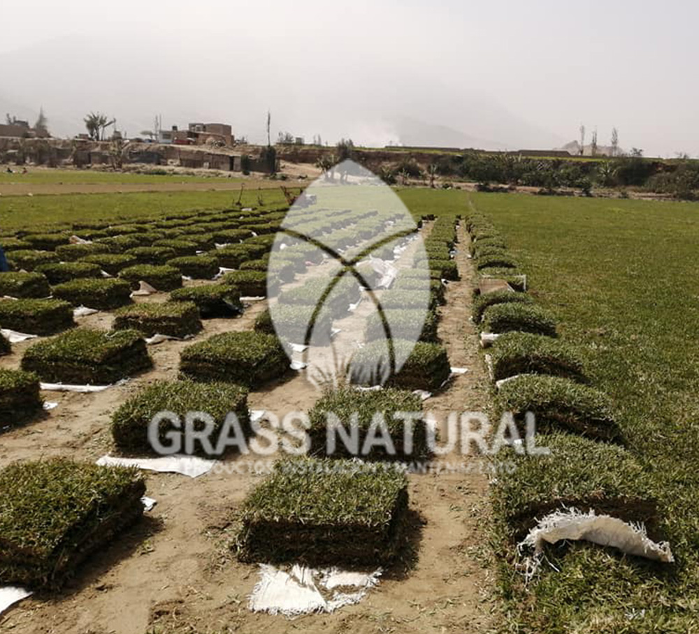 tipos de jardineria,jardineria cursos,servicio de jardineria,importancia de jardineria,jardineria herramientas,jardineria y plantas,jardineria y paisajismo,jardineria macetas,tipos de jardineria,jardineria cursos,servicio de jardineria,importancia de jardineria,jardineria herramientas,jardineria y plantas,jardineria y paisajismo,jardineria macetas,instalacion de grass sintetico pdf,como instalar grass sintetico,instalacion de grass natural,grass sintetico deportivo,grass sintetico decorativo,como colocar cesped sintetico para canchas,instalacion de grass sintetico sobre losa de concreto,procedimiento de instalacion de grass sintetico,como poner pasto natural,cómo preparar la tierra para poner pasto en rollo,como plantar cesped en tierra dura,venta de grass natural en huancayo,grass americano,como hacer panes de cesped caseros,como instalar grama,cesped en rollo,grass americano promart,grass americano descripcion,venta de grass americano en huachipa,grass japones,grass paspalum,grass americano chaclacayo,grass natural precio maestro,grass americano en lurin,grass paspalum lima,semilla grass paspalum,pasto paspalum caracteristicas,grass americano,grass bermuda,pasto paspalum precio,diferencia entre grass americano y paspalum,tipos de grass,semillas de cesped para jardin,pasto que no necesita corte,tipos de cesped para canchas de futbol,tipos de pasto para sombra,cesped caracteristicas,tipos de pasto san agustin,cesped natural para jardin,cesped kikuyo,como poner pasto natural,cómo preparar la tierra para poner pasto en rollo,como plantar cesped en tierra dura,venta de grass natural en huancayo,grass americano,como hacer panes de cesped caseros,como instalar grama,cesped en rollo,cómo preparar la tierra para poner pasto en rollo,como poner pasto en semilla,pasto alfombra natural,como sembrar pasto alfombra,cuidado del pasto en rollo recien plantado,instalacion de cesped natural,pasto sintetico,pasto chino cuidados,cómo preparar la tierra para poner pasto en rollo,como poner pasto en semilla,pasto alfombra natural,como sembrar pasto alfombra,cuidado del pasto en rollo recien plantado,instalacion de cesped natural,pasto sintetico,pasto chino cuidados,venta de plantas al por mayor,venta de plantas ornamentales en lima,venta de plantas de flores,venta de plantas en trujillo,venta de plantas por internet,venta de plantas en piura,viveros en lurin,viveros en lurin pachacamac,venta de plantas al por mayor,venta de plantas ornamentales en lima,viveros en lurin,viveros en la molina,viveros en lurin pachacamac,flor de loto venta peru,viveros en chorrillos ,venta de plantas online,venta de plantas al por mayor en lima,venta de plantas ornamentales,venta de plantas de flores,viveros en lurin,venta de plantas en magdalena,venta de plantas online,viveros en lurin pachacamac,viveros en la molina,venta de grass natural en lurin,venta de grass natural en puente piedra,grass natural precio maestro,venta de grass japones en lima,venta de grass natural en piura,venta de grass natural en comas,semilla de grass,venta de grass chino en lima,semilla grass bermuda black jack,grass americano,semillas de cesped para jardin,grass natural precio maestro,grass natural promart,crecimiento de grass,grass para parques,venta de cesped natural,venta de grass natural en lurin,venta de grass natural en puente piedra,grass natural precio maestro,venta de grass japones en lima,venta de grass natural en piura,venta de grass natural en comas,venta de grass sintetico,venta de grass chino en lima,venta de grass natural en lurin,venta de grass natural en puente piedra,grass natural precio maestro,venta de grass japones en lima,venta de grass natural en piura,venta de grass natural en comas,venta de grass sintetico,venta de grass chino en lima