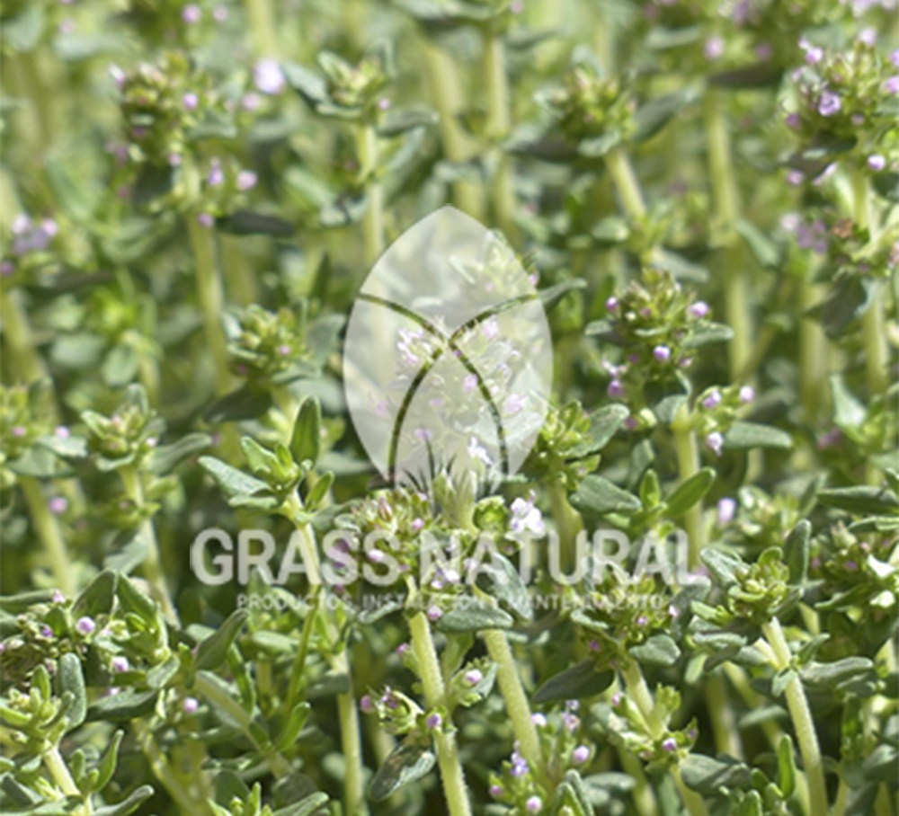 poner pasto en rollo,como plantar cesped en tierra dura,venta de grass natural en huancayo,grass americano,como hacer panes de cesped tipos de jardineria,jardineria cursos,servicio de jardineria,importancia de jardineria,jardineria herramientas,jardineria y plantas,jardineria y paisajismo,jardineria macetas,tipos de jardineria,jardineria cursos,servicio de jardineria,importancia de jardineria,jardineria herramientas,jardineria y plantas,jardineria y paisajismo,jardineria macetas,instalacion de grass sintetico pdf,como instalar grass sintetico,instalacion de grass natural,grass sintetico deportivo,grass sintetico decorativo,como colocar cesped sintetico para canchas,instalacion de grass sintetico sobre losa de concreto,procedimiento de instalacion de grass sintetico,como poner pasto natural,cómo preparar la tierra para poner pasto en rollo,como plantar cesped en tierra dura,venta de grass natural en huancayo,grass americano,como hacer panes de cesped caseros,como instalar grama,cesped en rollo,grass americano promart,grass americano descripcion,venta de grass americano en huachipa,grass japones,grass paspalum,grass americano chaclacayo,grass natural precio maestro,grass americano en lurin,grass paspalum lima,semilla grass paspalum,pasto paspalum caracteristicas,grass americano,grass bermuda,pasto paspalum precio,diferencia entre grass americano y paspalum,tipos de grass,semillas de cesped para jardin,pasto que no necesita corte,tipos de cesped para canchas de futbol,tipos de pasto para sombra,cesped caracteristicas,tipos de pasto san agustin,cesped natural para jardin,cesped kikuyo,como poner pasto natural,cómo preparar la tierra para caseros,como instalar grama,cesped en rollo,cómo preparar la tierra para poner pasto en rollo,como poner pasto en semilla,pasto alfombra natural,como sembrar pasto alfombra,cuidado del pasto en rollo recien plantado,instalacion de cesped natural,pasto sintetico,pasto chino cuidados,cómo preparar la tierra para poner pasto en rollo,como poner pasto en semilla,pasto alfombra natural,como sembrar pasto alfombra,cuidado del pasto en rollo recien plantado,instalacion de cesped natural,pasto sintetico,pasto chino cuidados,venta de plantas al por mayor,venta de plantas ornamentales en lima,venta de plantas de flores,venta de plantas en trujillo,venta de plantas por internet,venta de plantas en piura,viveros en lurin,viveros en lurin pachacamac,venta de plantas al por mayor,venta de plantas ornamentales en lima,viveros en lurin,viveros en la molina,viveros en lurin pachacamac,flor de loto venta peru,viveros en chorrillos ,venta de plantas online,venta de plantas al por mayor en lima,venta de plantas ornamentales,venta de plantas de flores,viveros en lurin,venta de plantas en magdalena,venta de plantas online,viveros en lurin pachacamac,viveros en la molina,venta de grass natural en lurin,venta de grass natural en puente piedra,grass natural precio maestro,venta de grass japones en lima,venta de grass natural en piura,venta de grass natural en comas,semilla de grass,venta de grass chino en lima,semilla grass bermuda black jack,grass americano,semillas de cesped para jardin,grass natural precio maestro,grass natural promart,crecimiento de grass,grass para parques,venta de cesped natural,venta de grass natural en lurin,venta de grass natural en puente piedra,grass natural precio maestro,venta de grass japones en lima,venta de grass natural en piura,venta de grass natural en comas,venta de grass sintetico,venta de grass chino en lima,venta de grass natural en lurin,venta de grass natural en puente piedra,grass natural precio maestro,venta de grass japones en lima,venta de grass natural en piura,venta de grass natural en comas,venta de grass sintetico,venta de grass chino en lima Para más información nos puedes llamar al 921 839 832 o escribirnos aI ventas@grassnatural.com