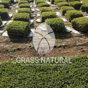 Venta de Grass en Tumbes