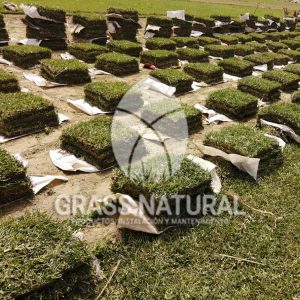 tipos de jardineria,jardineria cursos,servicio de jardineria,importancia de jardineria,jardineria herramientas,jardineria y plantas,jardineria y paisajismo,jardineria macetas,tipos de jardineria,jardineria cursos,servicio de jardineria,importancia de jardineria,jardineria herramientas,jardineria y plantas,jardineria y paisajismo,jardineria macetas,instalacion de grass sintetico pdf,como instalar grass sintetico,instalacion de grass natural,grass sintetico deportivo,grass sintetico decorativo,como colocar cesped sintetico para canchas,instalacion de grass sintetico sobre losa de concreto,procedimiento de instalacion de grass sintetico,como poner pasto natural,cómo preparar la tierra para poner pasto en rollo,como plantar cesped en tierra dura,venta de grass natural en huancayo,grass americano,como hacer panes de cesped caseros,como instalar grama,cesped en rollo,grass americano promart,grass americano descripcion,venta de grass americano en huachipa,grass japones,grass paspalum,grass americano chaclacayo,grass natural precio maestro,grass americano en lurin,grass paspalum lima,semilla grass paspalum,pasto paspalum caracteristicas,grass americano,grass bermuda,pasto paspalum precio,diferencia entre grass americano y paspalum,tipos de grass,semillas de cesped para jardin,pasto que no necesita corte,tipos de cesped para canchas de futbol,tipos de pasto para sombra,cesped caracteristicas,tipos de pasto san agustin,cesped natural para jardin,cesped kikuyo,como poner pasto natural,cómo preparar la tierra para poner pasto en rollo,como plantar cesped en tierra dura,venta de grass natural en huancayo,grass americano,como hacer panes de cesped caseros,como instalar grama,cesped en rollo,cómo preparar la tierra para poner pasto en rollo,como poner pasto en semilla,pasto alfombra natural,como sembrar pasto alfombra,cuidado del pasto en rollo recien plantado,instalacion de cesped natural,pasto sintetico,pasto chino cuidados,cómo preparar la tierra para poner pasto en rollo,como poner pasto en semilla,pasto alfombra natural,como sembrar pasto alfombra,cuidado del pasto en rollo recien plantado,instalacion de cesped natural,pasto sintetico,pasto chino cuidados,venta de plantas al por mayor,venta de plantas ornamentales en lima,venta de plantas de flores,venta de plantas en trujillo,venta de plantas por internet,venta de plantas en piura,viveros en lurin,viveros en lurin pachacamac,venta de plantas al por mayor,venta de plantas ornamentales en lima,viveros en lurin,viveros en la molina,viveros en lurin pachacamac,flor de loto venta peru,viveros en chorrillos ,venta de plantas online,venta de plantas al por mayor en lima,venta de plantas ornamentales,venta de plantas de flores,viveros en lurin,venta de plantas en magdalena,venta de plantas online,viveros en lurin pachacamac,viveros en la molina,venta de grass natural en lurin,venta de grass natural en puente piedra,grass natural precio maestro,venta de grass japones en lima,venta de grass natural en piura,venta de grass natural en comas,semilla de grass,venta de grass chino en lima,semilla grass bermuda black jack,grass americano,semillas de cesped para jardin,grass natural precio maestro,grass natural promart,crecimiento de grass,grass para parques,venta de cesped natural,venta de grass natural en lurin,venta de grass natural en puente piedra,grass natural precio maestro,venta de grass japones en lima,venta de grass natural en piura,venta de grass natural en comas,venta de grass sintetico,venta de grass chino en lima,venta de grass natural en lurin,venta de grass natural en puente piedra,grass natural precio maestro,venta de grass japones en lima,venta de grass natural en piura,venta de grass natural en comas,venta de grass sintetico,venta de grass chino en lima