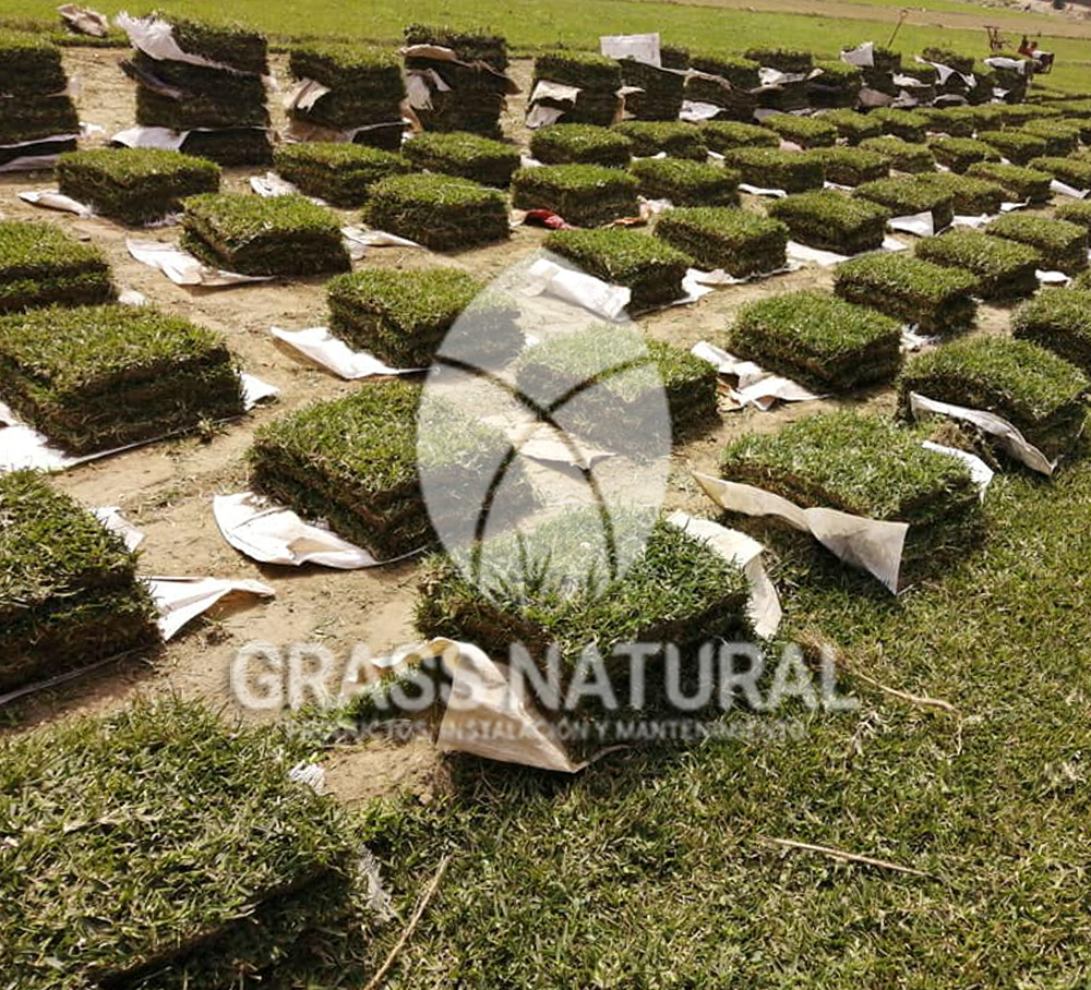 tipos de jardineria,jardineria cursos,servicio de jardineria,importancia de jardineria,jardineria herramientas,jardineria y plantas,jardineria y paisajismo,jardineria macetas,tipos de jardineria,jardineria cursos,servicio de jardineria,importancia de jardineria,jardineria herramientas,jardineria y plantas,jardineria y paisajismo,jardineria macetas,instalacion de grass sintetico pdf,como instalar grass sintetico,instalacion de grass natural,grass sintetico deportivo,grass sintetico decorativo,como colocar cesped sintetico para canchas,instalacion de grass sintetico sobre losa de concreto,procedimiento de instalacion de grass sintetico,como poner pasto natural,cómo preparar la tierra para poner pasto en rollo,como plantar cesped en tierra dura,venta de grass natural en huancayo,grass americano,como hacer panes de cesped caseros,como instalar grama,cesped en rollo,grass americano promart,grass americano descripcion,venta de grass americano en huachipa,grass japones,grass paspalum,grass americano chaclacayo,grass natural precio maestro,grass americano en lurin,grass paspalum lima,semilla grass paspalum,pasto paspalum caracteristicas,grass americano,grass bermuda,pasto paspalum precio,diferencia entre grass americano y paspalum,tipos de grass,semillas de cesped para jardin,pasto que no necesita corte,tipos de cesped para canchas de futbol,tipos de pasto para sombra,cesped caracteristicas,tipos de pasto san agustin,cesped natural para jardin,cesped kikuyo,como poner pasto natural,cómo preparar la tierra para poner pasto en rollo,como plantar cesped en tierra dura,venta de grass natural en huancayo,grass americano,como hacer panes de cesped caseros,como instalar grama,cesped en rollo,cómo preparar la tierra para poner pasto en rollo,como poner pasto en semilla,pasto alfombra natural,como sembrar pasto alfombra,cuidado del pasto en rollo recien plantado,instalacion de cesped natural,pasto sintetico,pasto chino cuidados,cómo preparar la tierra para poner pasto en rollo,como poner pasto en semilla,pasto alfombra natural,como sembrar pasto alfombra,cuidado del pasto en rollo recien plantado,instalacion de cesped natural,pasto sintetico,pasto chino cuidados,venta de plantas al por mayor,venta de plantas ornamentales en lima,venta de plantas de flores,venta de plantas en trujillo,venta de plantas por internet,venta de plantas en piura,viveros en lurin,viveros en lurin pachacamac,venta de plantas al por mayor,venta de plantas ornamentales en lima,viveros en lurin,viveros en la molina,viveros en lurin pachacamac,flor de loto venta peru,viveros en chorrillos ,venta de plantas online,venta de plantas al por mayor en lima,venta de plantas ornamentales,venta de plantas de flores,viveros en lurin,venta de plantas en magdalena,venta de plantas online,viveros en lurin pachacamac,viveros en la molina,venta de grass natural en lurin,venta de grass natural en puente piedra,grass natural precio maestro,venta de grass japones en lima,venta de grass natural en piura,venta de grass natural en comas,semilla de grass,venta de grass chino en lima,semilla grass bermuda black jack,grass americano,semillas de cesped para jardin,grass natural precio maestro,grass natural promart,crecimiento de grass,grass para parques,venta de cesped natural,venta de grass natural en lurin,venta de grass natural en puente piedra,grass natural precio maestro,venta de grass japones en lima,venta de grass natural en piura,venta de grass natural en comas,venta de grass sintetico,venta de grass chino en lima,venta de grass natural en lurin,venta de grass natural en puente piedra,grass natural precio maestro,venta de grass japones en lima,venta de grass natural en piura,venta de grass natural en comas,venta de grass sintetico,venta de grass chino en lima