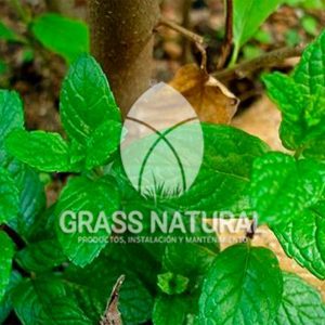 poner pasto en rollo,como plantar cesped en tierra dura,venta de grass natural en huancayo,grass americano,como hacer panes de cesped tipos de jardineria,jardineria cursos,servicio de jardineria,importancia de jardineria,jardineria herramientas,jardineria y plantas,jardineria y paisajismo,jardineria macetas,tipos de jardineria,jardineria cursos,servicio de jardineria,importancia de jardineria,jardineria herramientas,jardineria y plantas,jardineria y paisajismo,jardineria macetas,instalacion de grass sintetico pdf,como instalar grass sintetico,instalacion de grass natural,grass sintetico deportivo,grass sintetico decorativo,como colocar cesped sintetico para canchas,instalacion de grass sintetico sobre losa de concreto,procedimiento de instalacion de grass sintetico,como poner pasto natural,cómo preparar la tierra para poner pasto en rollo,como plantar cesped en tierra dura,venta de grass natural en huancayo,grass americano,como hacer panes de cesped caseros,como instalar grama,cesped en rollo,grass americano promart,grass americano descripcion,venta de grass americano en huachipa,grass japones,grass paspalum,grass americano chaclacayo,grass natural precio maestro,grass americano en lurin,grass paspalum lima,semilla grass paspalum,pasto paspalum caracteristicas,grass americano,grass bermuda,pasto paspalum precio,diferencia entre grass americano y paspalum,tipos de grass,semillas de cesped para jardin,pasto que no necesita corte,tipos de cesped para canchas de futbol,tipos de pasto para sombra,cesped caracteristicas,tipos de pasto san agustin,cesped natural para jardin,cesped kikuyo,como poner pasto natural,cómo preparar la tierra para caseros,como instalar grama,cesped en rollo,cómo preparar la tierra para poner pasto en rollo,como poner pasto en semilla,pasto alfombra natural,como sembrar pasto alfombra,cuidado del pasto en rollo recien plantado,instalacion de cesped natural,pasto sintetico,pasto chino cuidados,cómo preparar la tierra para poner pasto en rollo,como poner pasto en semilla,pasto alfombra natural,como sembrar pasto alfombra,cuidado del pasto en rollo recien plantado,instalacion de cesped natural,pasto sintetico,pasto chino cuidados,venta de plantas al por mayor,venta de plantas ornamentales en lima,venta de plantas de flores,venta de plantas en trujillo,venta de plantas por internet,venta de plantas en piura,viveros en lurin,viveros en lurin pachacamac,venta de plantas al por mayor,venta de plantas ornamentales en lima,viveros en lurin,viveros en la molina,viveros en lurin pachacamac,flor de loto venta peru,viveros en chorrillos ,venta de plantas online,venta de plantas al por mayor en lima,venta de plantas ornamentales,venta de plantas de flores,viveros en lurin,venta de plantas en magdalena,venta de plantas online,viveros en lurin pachacamac,viveros en la molina,venta de grass natural en lurin,venta de grass natural en puente piedra,grass natural precio maestro,venta de grass japones en lima,venta de grass natural en piura,venta de grass natural en comas,semilla de grass,venta de grass chino en lima,semilla grass bermuda black jack,grass americano,semillas de cesped para jardin,grass natural precio maestro,grass natural promart,crecimiento de grass,grass para parques,venta de cesped natural,venta de grass natural en lurin,venta de grass natural en puente piedra,grass natural precio maestro,venta de grass japones en lima,venta de grass natural en piura,venta de grass natural en comas,venta de grass sintetico,venta de grass chino en lima,venta de grass natural en lurin,venta de grass natural en puente piedra,grass natural precio maestro,venta de grass japones en lima,venta de grass natural en piura,venta de grass natural en comas,venta de grass sintetico,venta de grass chino en lima Para más información nos puedes llamar al 921 839 832 o escribirnos aI ventas@grassnatural.com