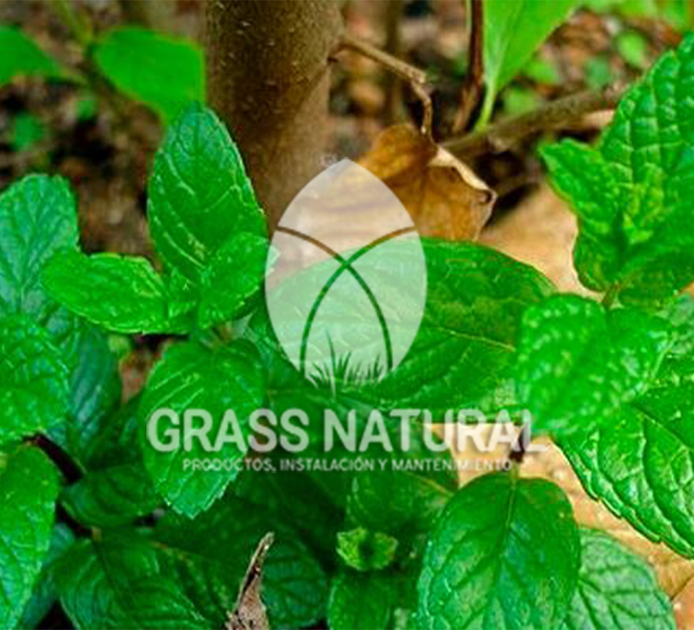 poner pasto en rollo,como plantar cesped en tierra dura,venta de grass natural en huancayo,grass americano,como hacer panes de cesped tipos de jardineria,jardineria cursos,servicio de jardineria,importancia de jardineria,jardineria herramientas,jardineria y plantas,jardineria y paisajismo,jardineria macetas,tipos de jardineria,jardineria cursos,servicio de jardineria,importancia de jardineria,jardineria herramientas,jardineria y plantas,jardineria y paisajismo,jardineria macetas,instalacion de grass sintetico pdf,como instalar grass sintetico,instalacion de grass natural,grass sintetico deportivo,grass sintetico decorativo,como colocar cesped sintetico para canchas,instalacion de grass sintetico sobre losa de concreto,procedimiento de instalacion de grass sintetico,como poner pasto natural,cómo preparar la tierra para poner pasto en rollo,como plantar cesped en tierra dura,venta de grass natural en huancayo,grass americano,como hacer panes de cesped caseros,como instalar grama,cesped en rollo,grass americano promart,grass americano descripcion,venta de grass americano en huachipa,grass japones,grass paspalum,grass americano chaclacayo,grass natural precio maestro,grass americano en lurin,grass paspalum lima,semilla grass paspalum,pasto paspalum caracteristicas,grass americano,grass bermuda,pasto paspalum precio,diferencia entre grass americano y paspalum,tipos de grass,semillas de cesped para jardin,pasto que no necesita corte,tipos de cesped para canchas de futbol,tipos de pasto para sombra,cesped caracteristicas,tipos de pasto san agustin,cesped natural para jardin,cesped kikuyo,como poner pasto natural,cómo preparar la tierra para caseros,como instalar grama,cesped en rollo,cómo preparar la tierra para poner pasto en rollo,como poner pasto en semilla,pasto alfombra natural,como sembrar pasto alfombra,cuidado del pasto en rollo recien plantado,instalacion de cesped natural,pasto sintetico,pasto chino cuidados,cómo preparar la tierra para poner pasto en rollo,como poner pasto en semilla,pasto alfombra natural,como sembrar pasto alfombra,cuidado del pasto en rollo recien plantado,instalacion de cesped natural,pasto sintetico,pasto chino cuidados,venta de plantas al por mayor,venta de plantas ornamentales en lima,venta de plantas de flores,venta de plantas en trujillo,venta de plantas por internet,venta de plantas en piura,viveros en lurin,viveros en lurin pachacamac,venta de plantas al por mayor,venta de plantas ornamentales en lima,viveros en lurin,viveros en la molina,viveros en lurin pachacamac,flor de loto venta peru,viveros en chorrillos ,venta de plantas online,venta de plantas al por mayor en lima,venta de plantas ornamentales,venta de plantas de flores,viveros en lurin,venta de plantas en magdalena,venta de plantas online,viveros en lurin pachacamac,viveros en la molina,venta de grass natural en lurin,venta de grass natural en puente piedra,grass natural precio maestro,venta de grass japones en lima,venta de grass natural en piura,venta de grass natural en comas,semilla de grass,venta de grass chino en lima,semilla grass bermuda black jack,grass americano,semillas de cesped para jardin,grass natural precio maestro,grass natural promart,crecimiento de grass,grass para parques,venta de cesped natural,venta de grass natural en lurin,venta de grass natural en puente piedra,grass natural precio maestro,venta de grass japones en lima,venta de grass natural en piura,venta de grass natural en comas,venta de grass sintetico,venta de grass chino en lima,venta de grass natural en lurin,venta de grass natural en puente piedra,grass natural precio maestro,venta de grass japones en lima,venta de grass natural en piura,venta de grass natural en comas,venta de grass sintetico,venta de grass chino en lima Para más información nos puedes llamar al 921 839 832 o escribirnos aI ventas@grassnatural.com