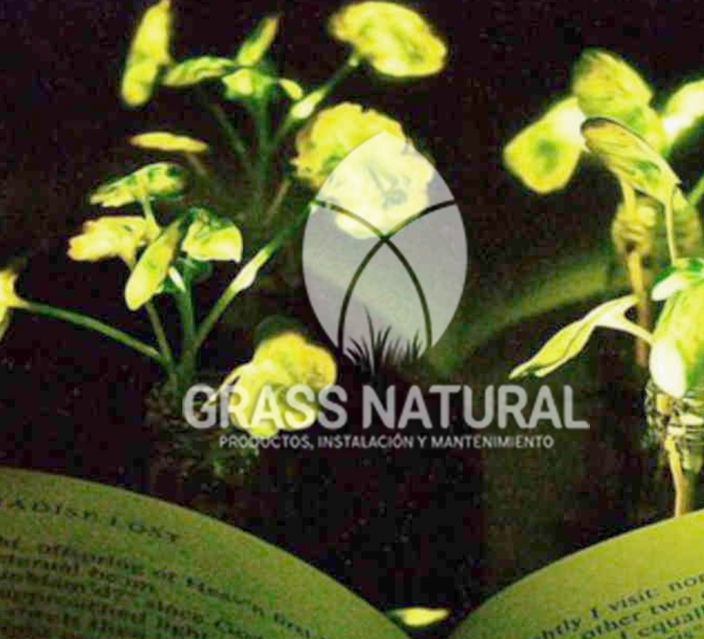 tipos de jardineria,jardineria cursos,servicio de jardineria,importancia de jardineria,jardineria herramientas,jardineria y plantas,jardineria y paisajismo,jardineria macetas,tipos de jardineria,jardineria cursos,servicio de jardineria,importancia de jardineria,jardineria herramientas,jardineria y plantas,jardineria y paisajismo,jardineria macetas,instalacion de grass sintetico pdf,como instalar grass sintetico,instalacion de grass natural,grass sintetico deportivo,grass sintetico decorativo,como colocar cesped sintetico para canchas,instalacion de grass sintetico sobre losa de concreto,procedimiento de instalacion de grass sintetico,como poner pasto natural,cómo preparar la tierra para poner pasto en rollo,como plantar cesped en tierra dura,venta de grass natural en huancayo,grass americano,como hacer panes de cesped caseros,como instalar grama,cesped en rollo,grass americano promart,grass americano descripcion,venta de grass americano en huachipa,grass japones,grass paspalum,grass americano chaclacayo,grass natural precio maestro,grass americano en lurin,grass paspalum lima,semilla grass paspalum,pasto paspalum caracteristicas,grass americano,grass bermuda,pasto paspalum precio,diferencia entre grass americano y paspalum,tipos de grass,semillas de cesped para jardin,pasto que no necesita corte,tipos de cesped para canchas de futbol,tipos de pasto para sombra,cesped caracteristicas,tipos de pasto san agustin,cesped natural para jardin,cesped kikuyo,como poner pasto natural,cómo preparar la tierra para poner pasto en rollo,como plantar cesped en tierra dura,venta de grass natural en huancayo,grass americano,como hacer panes de cesped caseros,como instalar grama,cesped en rollo,cómo preparar la tierra para poner pasto en rollo,como poner pasto en semilla,pasto alfombra natural,como sembrar pasto alfombra,cuidado del pasto en rollo recien plantado,instalacion de cesped natural,pasto sintetico,pasto chino cuidados,cómo preparar la tierra para poner pasto en rollo,como poner pasto en semilla,pasto alfombra natural,como sembrar pasto alfombra,cuidado del pasto en rollo recien plantado,instalacion de cesped natural,pasto sintetico,pasto chino cuidados,venta de plantas al por mayor,venta de plantas ornamentales en lima,venta de plantas de flores,venta de plantas en trujillo,venta de plantas por internet,venta de plantas en piura,viveros en lurin,viveros en lurin pachacamac,venta de plantas al por mayor,venta de plantas ornamentales en lima,viveros en lurin,viveros en la molina,viveros en lurin pachacamac,flor de loto venta peru,viveros en chorrillos ,venta de plantas online,venta de plantas al por mayor en lima,venta de plantas ornamentales,venta de plantas de flores,viveros en lurin,venta de plantas en magdalena,venta de plantas online,viveros en lurin pachacamac,viveros en la molina,venta de grass natural en lurin,venta de grass natural en puente piedra,grass natural precio maestro,venta de grass japones en lima,venta de grass natural en piura,venta de grass natural en comas,semilla de grass,venta de grass chino en lima,semilla grass bermuda black jack,grass americano,semillas de cesped para jardin,grass natural precio maestro,grass natural promart,crecimiento de grass,grass para parques,venta de cesped natural,venta de grass natural en lurin,venta de grass natural en puente piedra,grass natural precio maestro,venta de grass japones en lima,venta de grass natural en piura,venta de grass natural en , sistema de riego, de grass natural en lurin,venta de grass natural en puente piedra,grass natural precio maestro,venta de grass japones en lima,venta de grass natural en piura,venta de grass natural en comas,venta de grass sintetico,venta de grass chino en lima, Adaptadores para Grifos, Arandela, Arandela, Filtro Autolimpiante, Inyector Fertilizante, Válvula Final de Línea, Vástago con Pinza, Fijador de manguera, Cinta Antifuga, Conector Inicial, Empaquetadura de PVC, Inicial de Línea para Manguera, Unión para Manguera, Final de Línea para Manguera, Final de Línea para Manguera Tipo 8P, Registro de Unión para Manguera Registro de 16 mm, Registro de Esfera, sustratos, fertilizantes,, macetas, macetas de cemento, macetas decorativas, macetas para suculentas, macetas grandes, macetas cuadradas, macetas para interior ,macetas para ecterior, macetas para oficina, macetas bonitas, macetas decorativas, macetas de piedra, macetas griss
