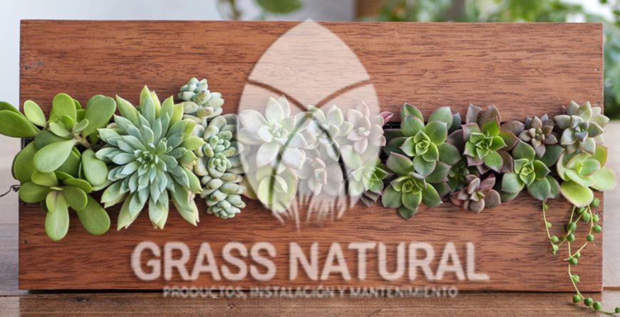 tipos de jardineria,jardineria cursos,servicio de jardineria,importancia de jardineria,jardineria herramientas,jardineria y plantas,jardineria y paisajismo,jardineria macetas,tipos de jardineria,jardineria cursos,servicio de jardineria,importancia de jardineria,jardineria herramientas,jardineria y plantas,jardineria y paisajismo,jardineria macetas,instalacion de grass sintetico pdf,como instalar grass sintetico,instalacion de grass natural,grass sintetico deportivo,grass sintetico decorativo,como colocar cesped sintetico para canchas,instalacion de grass sintetico sobre losa de concreto,procedimiento de instalacion de grass sintetico,como poner pasto natural,cómo preparar la tierra para poner pasto en rollo,como plantar cesped en tierra dura,venta de grass natural en huancayo,grass americano,como hacer panes de cesped caseros,como instalar grama,cesped en rollo,grass americano promart,grass americano descripcion,venta de grass americano en huachipa,grass japones,grass paspalum,grass americano chaclacayo,grass natural precio maestro,grass americano en lurin,grass paspalum lima,semilla grass paspalum,pasto paspalum caracteristicas,grass americano,grass bermuda,pasto paspalum precio,diferencia entre grass americano y paspalum,tipos de grass,semillas de cesped para jardin,pasto que no necesita corte,tipos de cesped para canchas de futbol,tipos de pasto para sombra,cesped caracteristicas,tipos de pasto san agustin,cesped natural para jardin,cesped kikuyo,como poner pasto natural,cómo preparar la tierra para poner pasto en rollo,como plantar cesped en tierra dura,venta de grass natural en huancayo,grass americano,como hacer panes de cesped caseros,como instalar grama,cesped en rollo,cómo preparar la tierra para poner pasto en rollo,como poner pasto en semilla,pasto alfombra natural,como sembrar pasto alfombra,cuidado del pasto en rollo recien plantado,instalacion de cesped natural,pasto sintetico,pasto chino cuidados,cómo preparar la tierra para poner pasto en rollo,como poner pasto en semilla,pasto alfombra natural,como sembrar pasto alfombra,cuidado del pasto en rollo recien plantado,instalacion de cesped natural,pasto sintetico,pasto chino cuidados,venta de plantas al por mayor,venta de plantas ornamentales en lima,venta de plantas de flores,venta de plantas en trujillo,venta de plantas por internet,venta de plantas en piura,viveros en lurin,viveros en lurin pachacamac,venta de plantas al por mayor,venta de plantas ornamentales en lima,viveros en lurin,viveros en la molina,viveros en lurin pachacamac,flor de loto venta peru,viveros en chorrillos ,venta de plantas online,venta de plantas al por mayor en lima,venta de plantas ornamentales,venta de plantas de flores,viveros en lurin,venta de plantas en magdalena,venta de plantas online,viveros en lurin pachacamac,viveros en la molina,venta de grass natural en lurin,venta de grass natural en puente piedra,grass natural precio maestro,venta de grass japones en lima,venta de grass natural en piura,venta de grass natural en comas,semilla de grass,venta de grass chino en lima,semilla grass bermuda black jack,grass americano,semillas de cesped para jardin,grass natural precio maestro,grass natural promart,crecimiento de grass,grass para parques,venta de cesped natural,venta de grass natural en lurin,venta de grass natural en puente piedra,grass natural precio maestro,venta de grass japones en lima,venta de grass natural en piura,venta de grass natural en , sistema de riego, de grass natural en lurin,venta de grass natural en puente piedra,grass natural precio maestro,venta de grass japones en lima,venta de grass natural en piura,venta de grass natural en comas,venta de grass sintetico,venta de grass chino en lima, Adaptadores para Grifos, Arandela, Arandela, Filtro Autolimpiante, Inyector Fertilizante, Válvula Final de Línea, Vástago con Pinza, Fijador de manguera, Cinta Antifuga, Conector Inicial, Empaquetadura de PVC, Inicial de Línea para Manguera, Unión para Manguera, Final de Línea para Manguera, Final de Línea para Manguera Tipo 8P, Registro de Unión para Manguera Registro de 16 mm, Registro de Esfera, sustratos, fertilizantes,, macetas, macetas de cemento, macetas decorativas, macetas para suculentas, macetas grandes, macetas cuadradas, macetas para interior ,macetas para ecterior, macetas para oficina, macetas bonitas, macetas decorativas, macetas de piedra, macetas griss