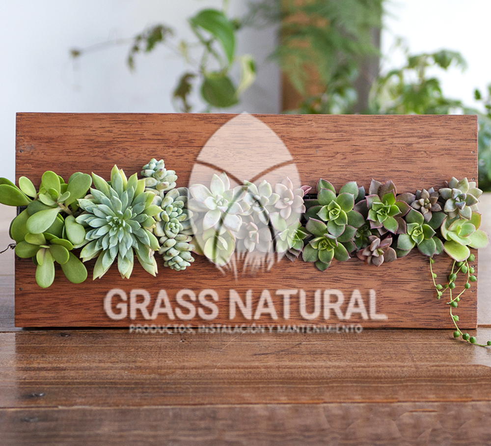 tipos de jardineria,jardineria cursos,servicio de jardineria,importancia de jardineria,jardineria herramientas,jardineria y plantas,jardineria y paisajismo,jardineria macetas,tipos de jardineria,jardineria cursos,servicio de jardineria,importancia de jardineria,jardineria herramientas,jardineria y plantas,jardineria y paisajismo,jardineria macetas,instalacion de grass sintetico pdf,como instalar grass sintetico,instalacion de grass natural,grass sintetico deportivo,grass sintetico decorativo,como colocar cesped sintetico para canchas,instalacion de grass sintetico sobre losa de concreto,procedimiento de instalacion de grass sintetico,como poner pasto natural,cómo preparar la tierra para poner pasto en rollo,como plantar cesped en tierra dura,venta de grass natural en huancayo,grass americano,como hacer panes de cesped caseros,como instalar grama,cesped en rollo,grass americano promart,grass americano descripcion,venta de grass americano en huachipa,grass japones,grass paspalum,grass americano chaclacayo,grass natural precio maestro,grass americano en lurin,grass paspalum lima,semilla grass paspalum,pasto paspalum caracteristicas,grass americano,grass bermuda,pasto paspalum precio,diferencia entre grass americano y paspalum,tipos de grass,semillas de cesped para jardin,pasto que no necesita corte,tipos de cesped para canchas de futbol,tipos de pasto para sombra,cesped caracteristicas,tipos de pasto san agustin,cesped natural para jardin,cesped kikuyo,como poner pasto natural,cómo preparar la tierra para poner pasto en rollo,como plantar cesped en tierra dura,venta de grass natural en huancayo,grass americano,como hacer panes de cesped caseros,como instalar grama,cesped en rollo,cómo preparar la tierra para poner pasto en rollo,como poner pasto en semilla,pasto alfombra natural,como sembrar pasto alfombra,cuidado del pasto en rollo recien plantado,instalacion de cesped natural,pasto sintetico,pasto chino cuidados,cómo preparar la tierra para poner pasto en rollo,como poner pasto en semilla,pasto alfombra natural,como sembrar pasto alfombra,cuidado del pasto en rollo recien plantado,instalacion de cesped natural,pasto sintetico,pasto chino cuidados,venta de plantas al por mayor,venta de plantas ornamentales en lima,venta de plantas de flores,venta de plantas en trujillo,venta de plantas por internet,venta de plantas en piura,viveros en lurin,viveros en lurin pachacamac,venta de plantas al por mayor,venta de plantas ornamentales en lima,viveros en lurin,viveros en la molina,viveros en lurin pachacamac,flor de loto venta peru,viveros en chorrillos ,venta de plantas online,venta de plantas al por mayor en lima,venta de plantas ornamentales,venta de plantas de flores,viveros en lurin,venta de plantas en magdalena,venta de plantas online,viveros en lurin pachacamac,viveros en la molina,venta de grass natural en lurin,venta de grass natural en puente piedra,grass natural precio maestro,venta de grass japones en lima,venta de grass natural en piura,venta de grass natural en comas,semilla de grass,venta de grass chino en lima,semilla grass bermuda black jack,grass americano,semillas de cesped para jardin,grass natural precio maestro,grass natural promart,crecimiento de grass,grass para parques,venta de cesped natural,venta de grass natural en lurin,venta de grass natural en puente piedra,grass natural precio maestro,venta de grass japones en lima,venta de grass natural en piura,venta de grass natural en , sistema de riego, de grass natural en lurin,venta de grass natural en puente piedra,grass natural precio maestro,venta de grass japones en lima,venta de grass natural en piura,venta de grass natural en comas,venta de grass sintetico,venta de grass chino en lima, Adaptadores para Grifos, Arandela, Arandela, Filtro Autolimpiante, Inyector Fertilizante, Válvula Final de Línea, Vástago con Pinza, Fijador de manguera, Cinta Antifuga, Conector Inicial, Empaquetadura de PVC, Inicial de Línea para Manguera, Unión para Manguera, Final de Línea para Manguera, Final de Línea para Manguera Tipo 8P, Registro de Unión para Manguera Registro de 16 mm, Registro de Esfera, sustratos, fertilizantes,, macetas, macetas de cemento, macetas decorativas, macetas para suculentas, macetas grandes, macetas cuadradas, macetas para interior ,macetas para ecterior, macetas para oficina, macetas bonitas, macetas decorativas, macetas de piedra, macetas griss